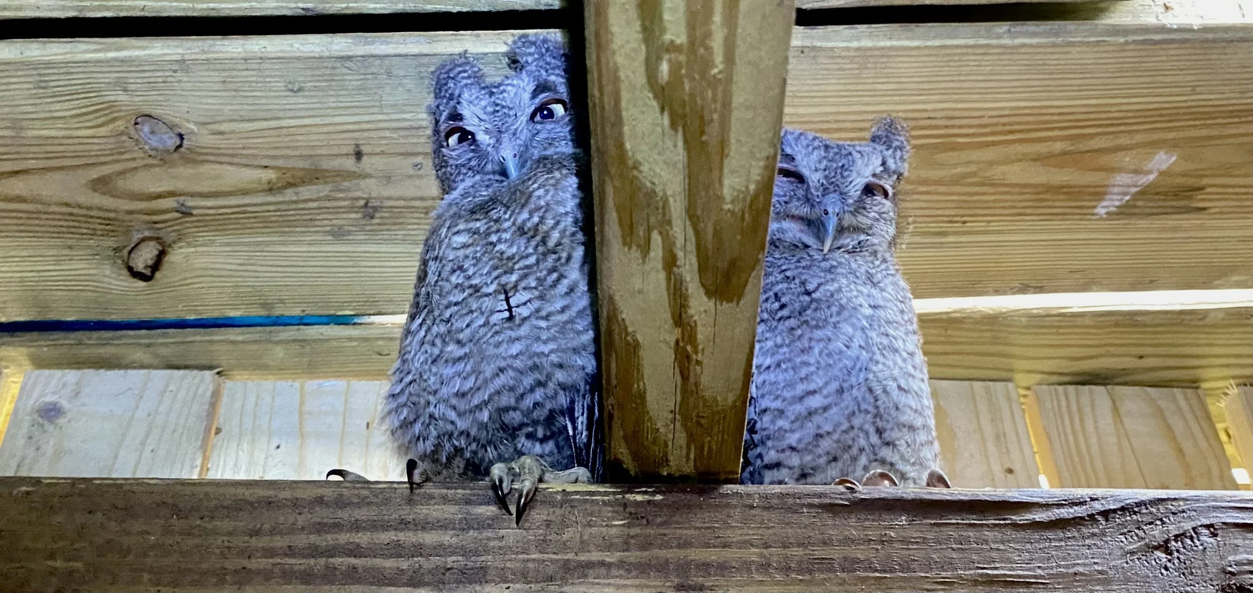 Two owlets peeking out from behind a wooden railing and a vertical wooden post, with a wooden ceiling above.