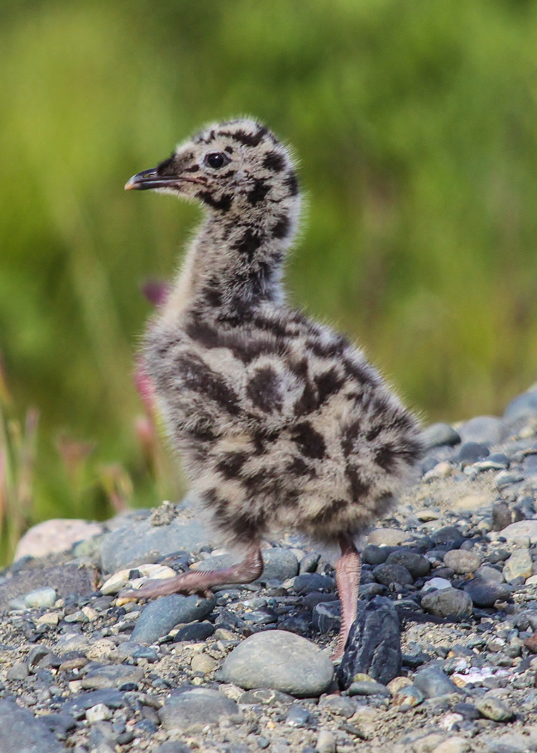 seagull chick