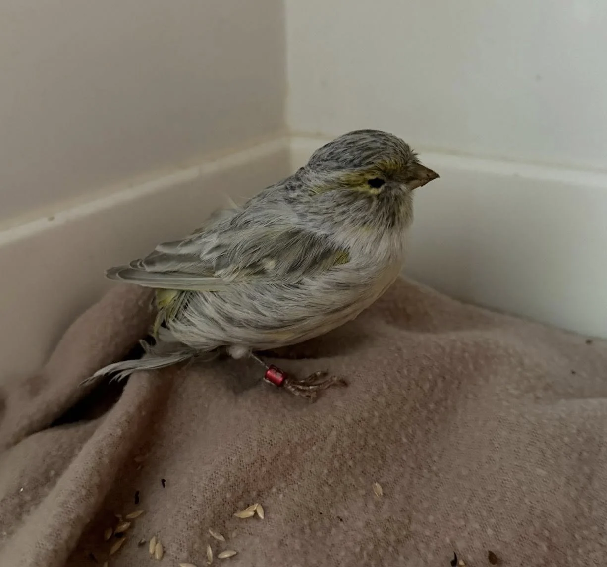 A small songbird with a red leg band, resting on a brown cloth surface against a corner wall.