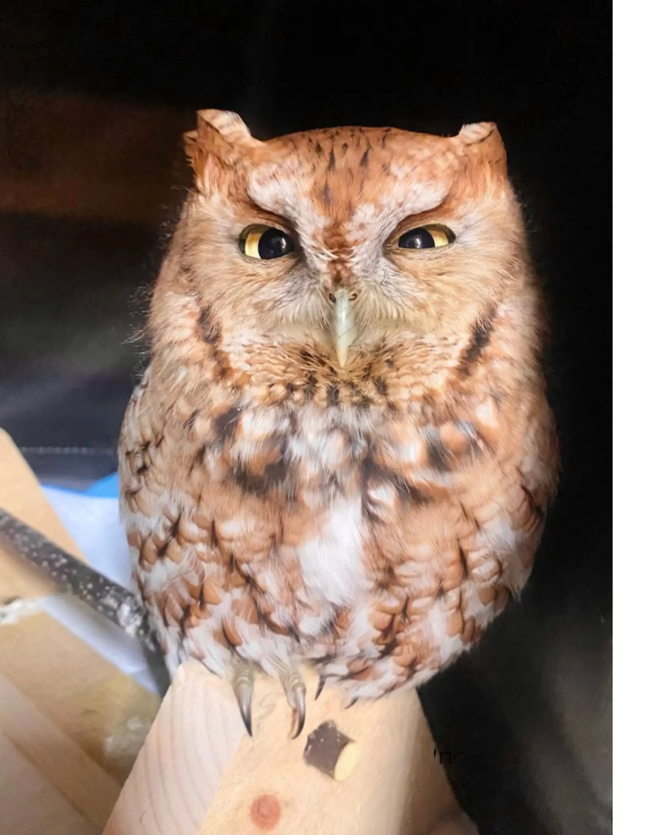 Close-up of a screech owl with a mix of brown, beige, and white feathers, sitting on a wooden surface against a dark background.