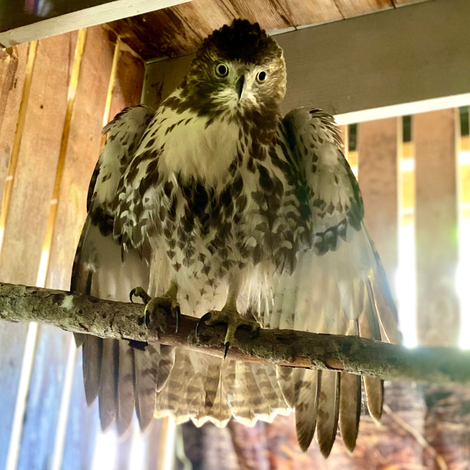 A hawk perched on a wooden branch inside a rustic wooden enclosure, looking directly at the camera.