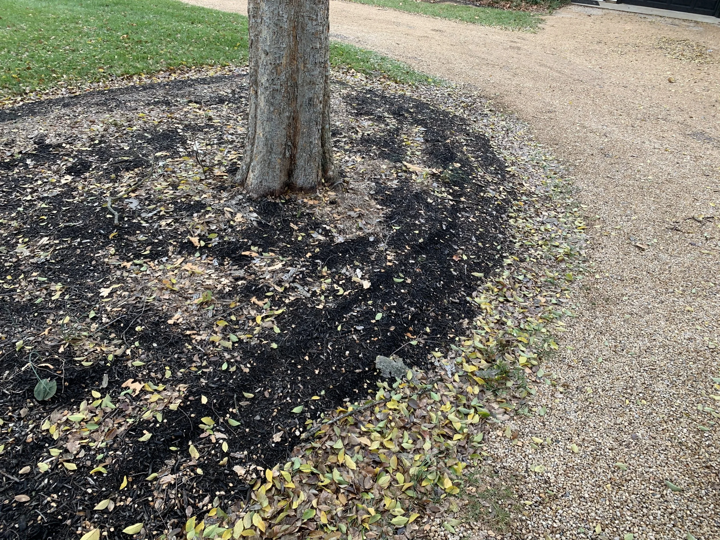 Landscape Turf Sod Maintenance Charlottesville Albemarle Virginia