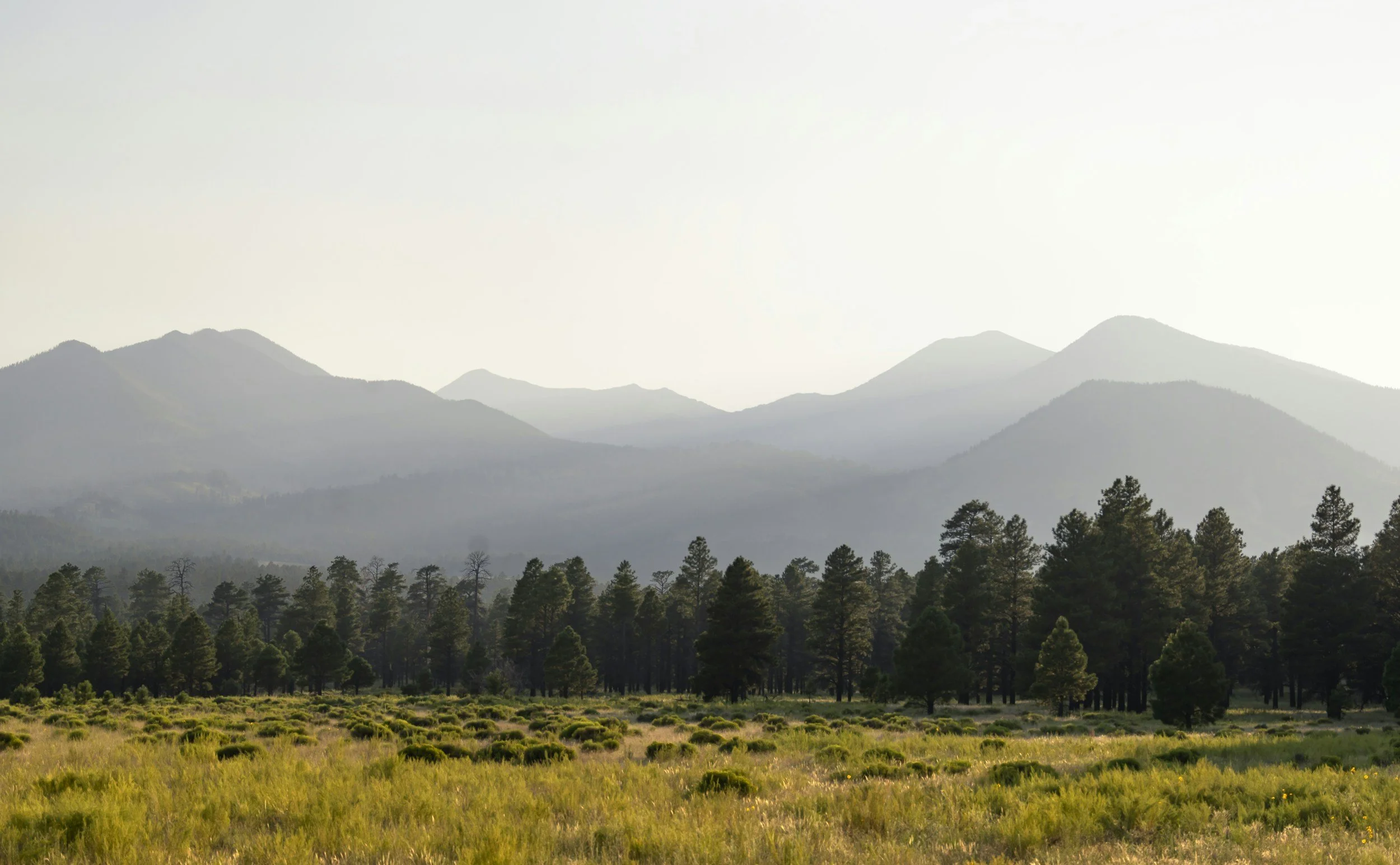 A scenic landscape of layered mountains in the background, a forest of pine trees in the middle ground, and a grassy field in the foreground.