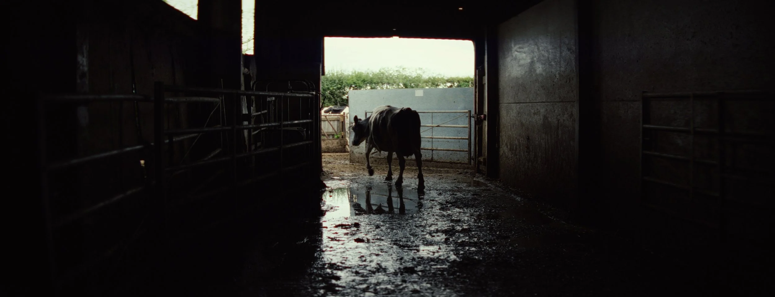 FARM LIFE_1 -23LUFS PRORES 422 HQ (4480x1720).00_01_08_12.Still011.jpg