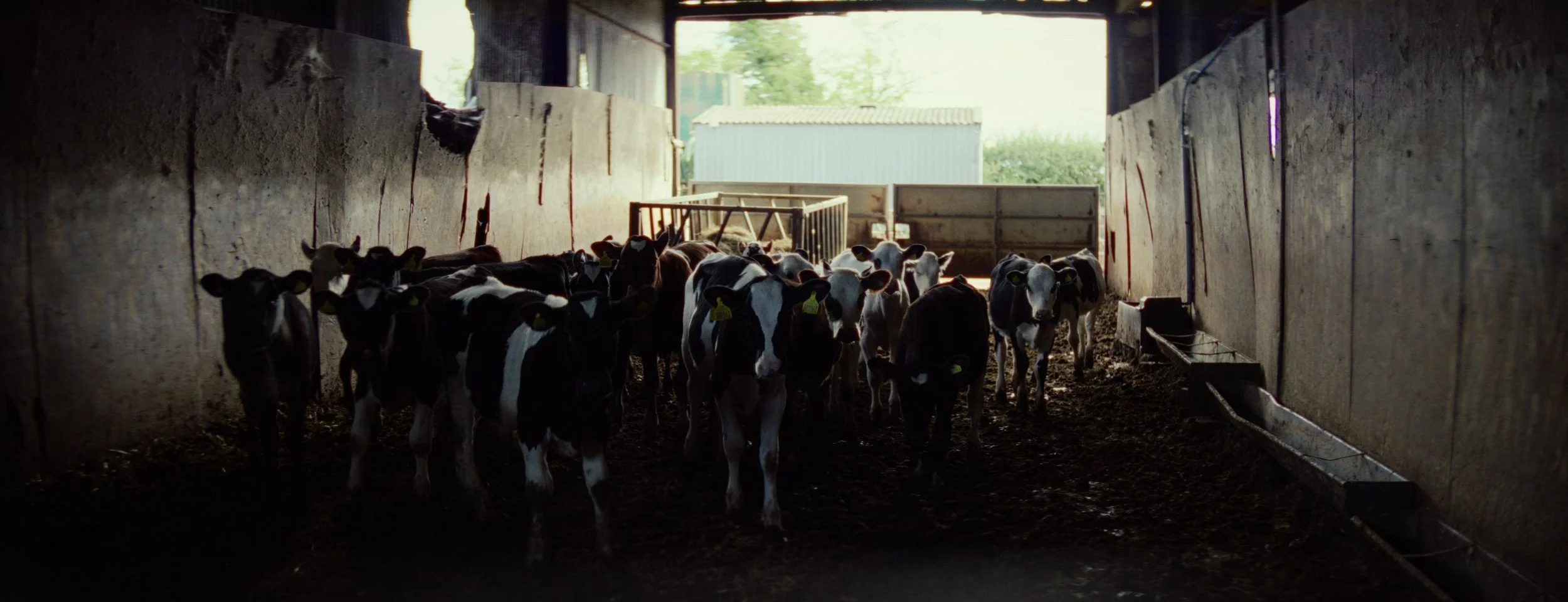 FARM LIFE_1 -23LUFS PRORES 422 HQ (4480x1720).00_00_26_05.Still007.jpg