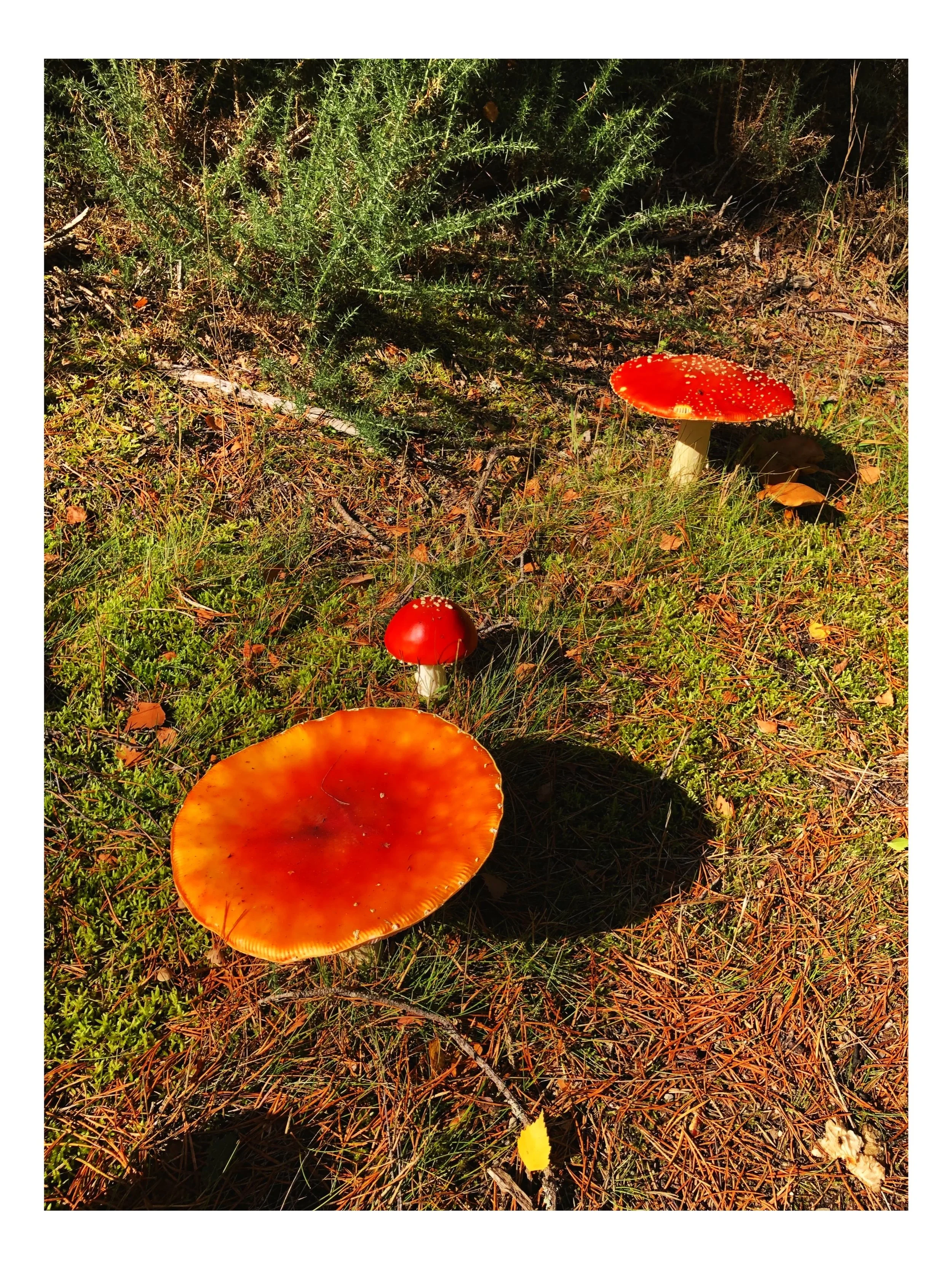 God in Nature - Paragraph 1