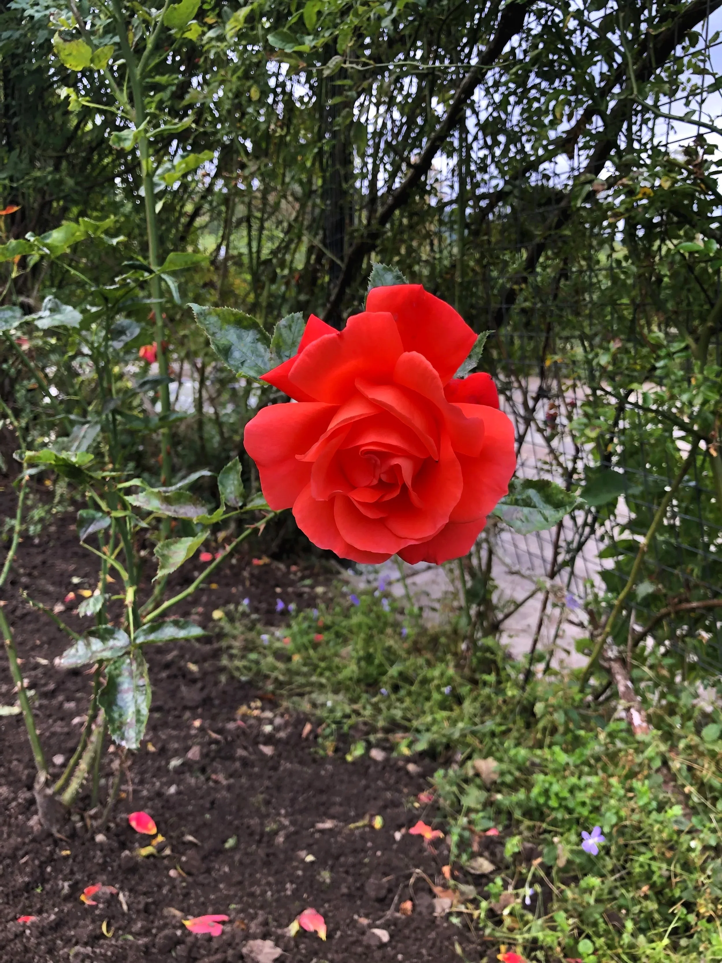 God in Nature - Paragraph 15