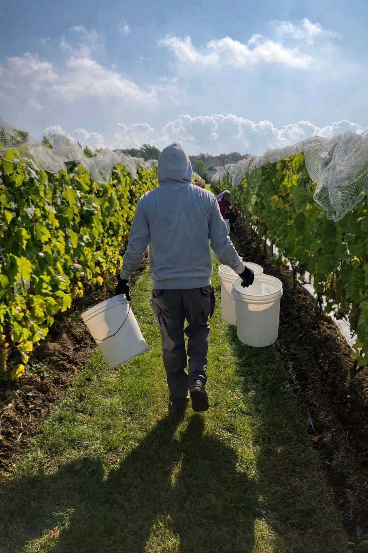 Une personne habillée en vêtements de travail avec une capuche, portant deux seaux blancs, marchant dans une rangée de vignes sous un ciel partiellement nuageux.