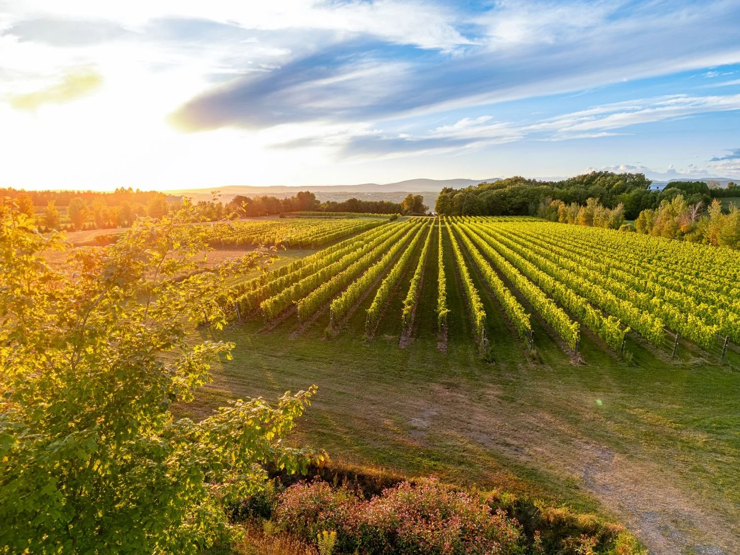 Vignoble au coucher du soleil avec rangées de vignes, arbres et collines en arrière-plan, ciel partiellement nuageux.