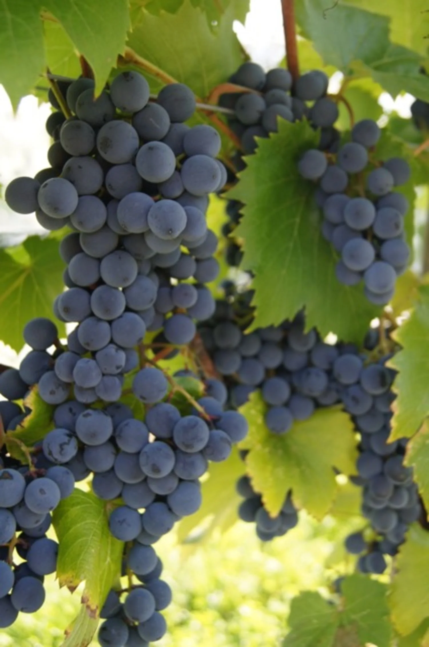 Raisins violets suspendus aux vignes avec des feuilles vertes.