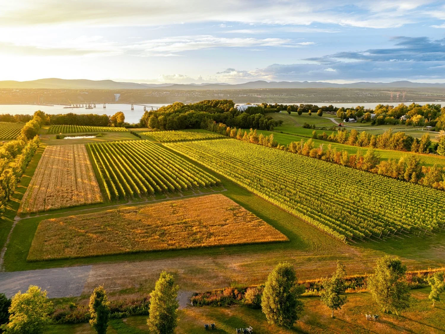 Vignoble avec rangées de vignes, chutes Montmorency et paysage au coucher du soleil au bord d'une rivière à l'Île d’Orléans