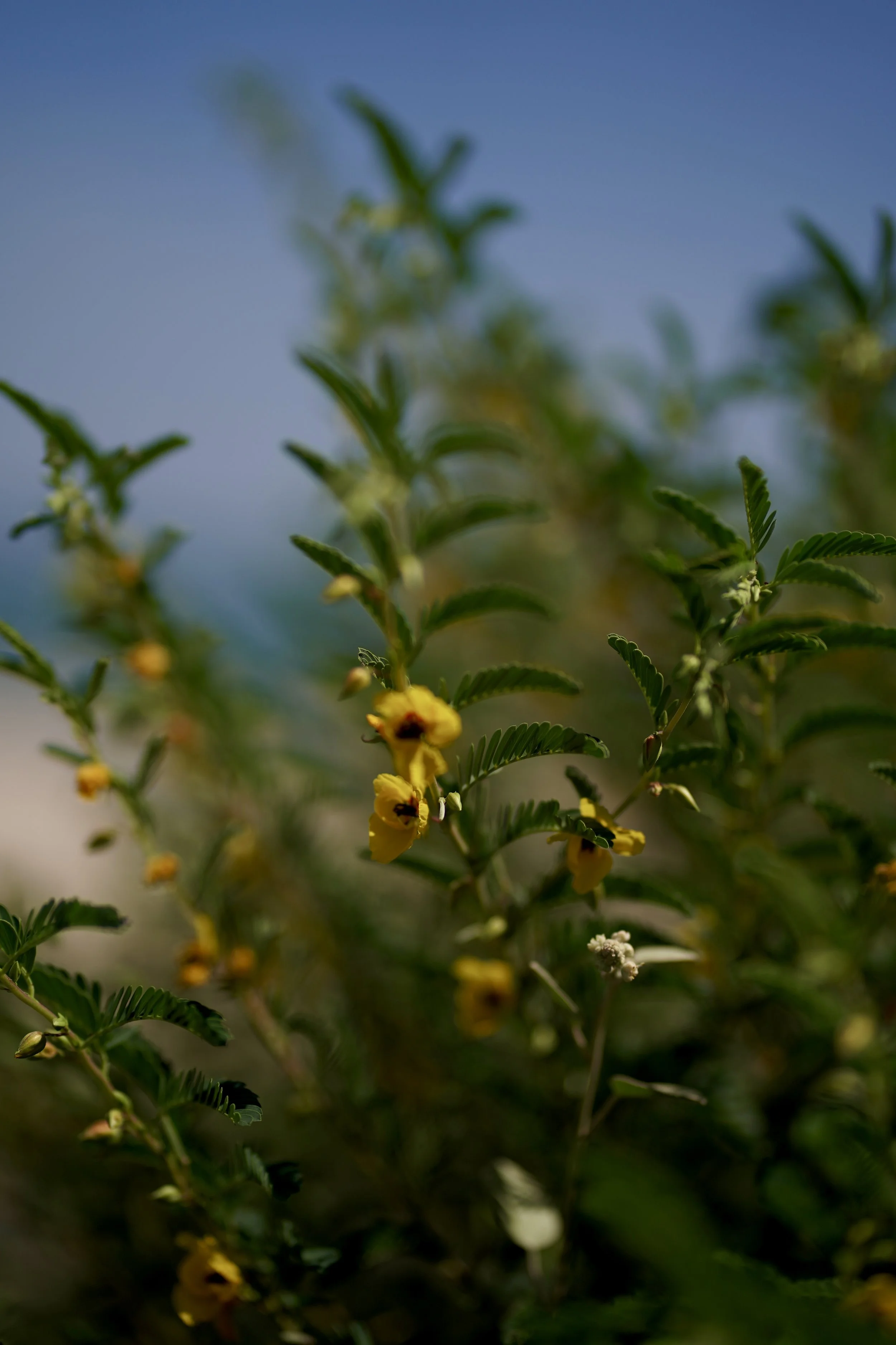 2025_09_27-SPI-End of the Road-Sunset-DSC03523.JPG