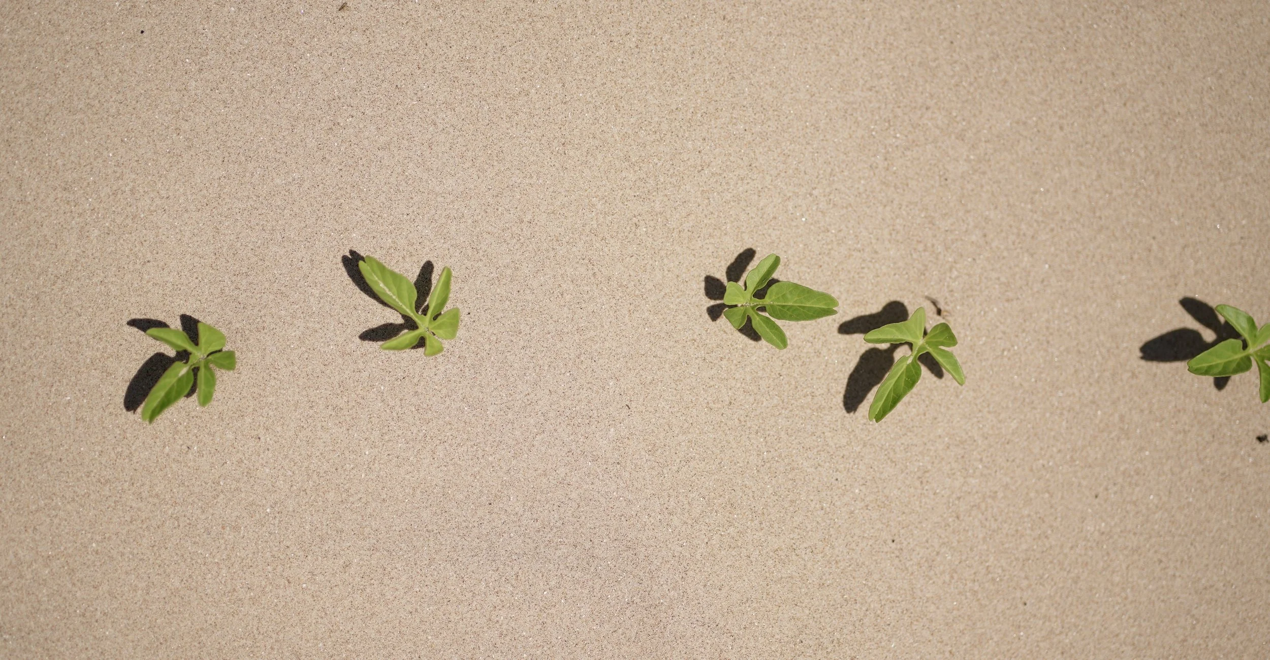 2025_09_27-SPI-End of the Road-Sunset-DSC03612.JPG