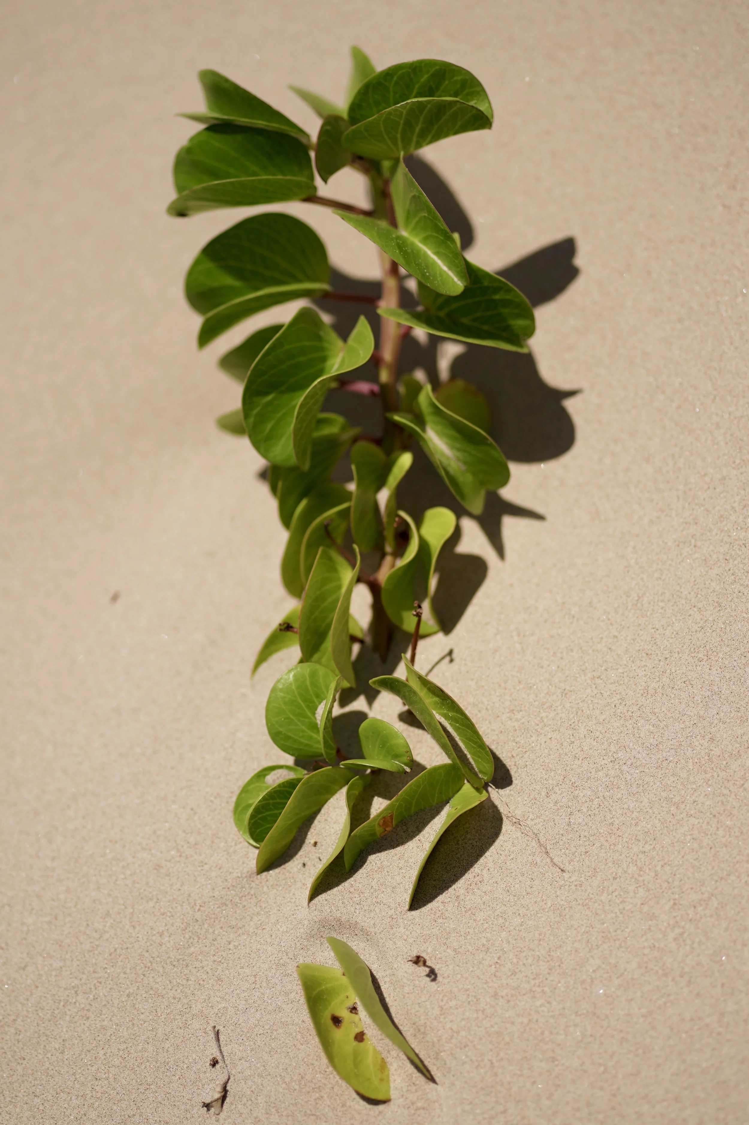 2025_09_27-SPI-End of the Road-Sunset-DSC03609.JPG