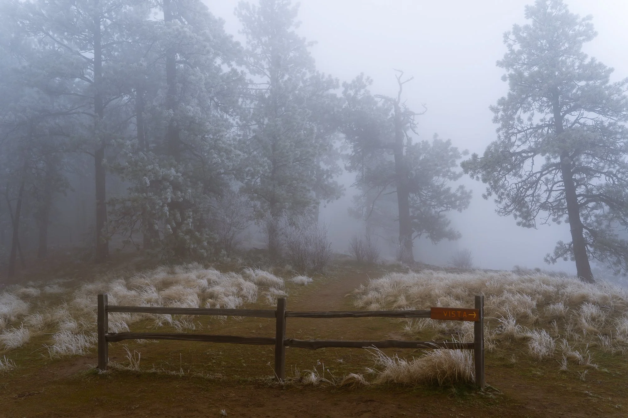 A misty forest scene with tall trees and white grass, a dirt path with a wooden fence in the foreground, and a small sign with an arrow and the word 'VISTA'.