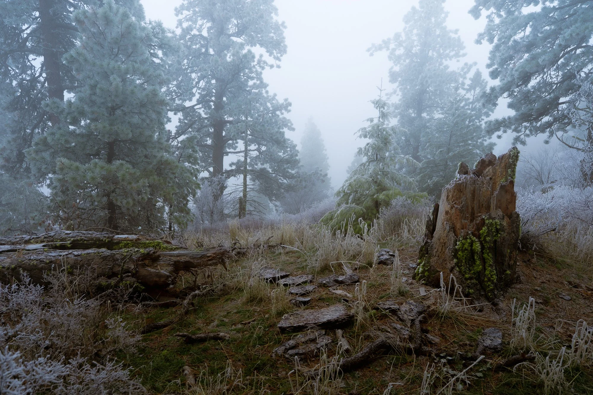 Frost-covered forest scene with tall pine trees, a moss-covered tree stump, and icy vegetation, shrouded in fog.