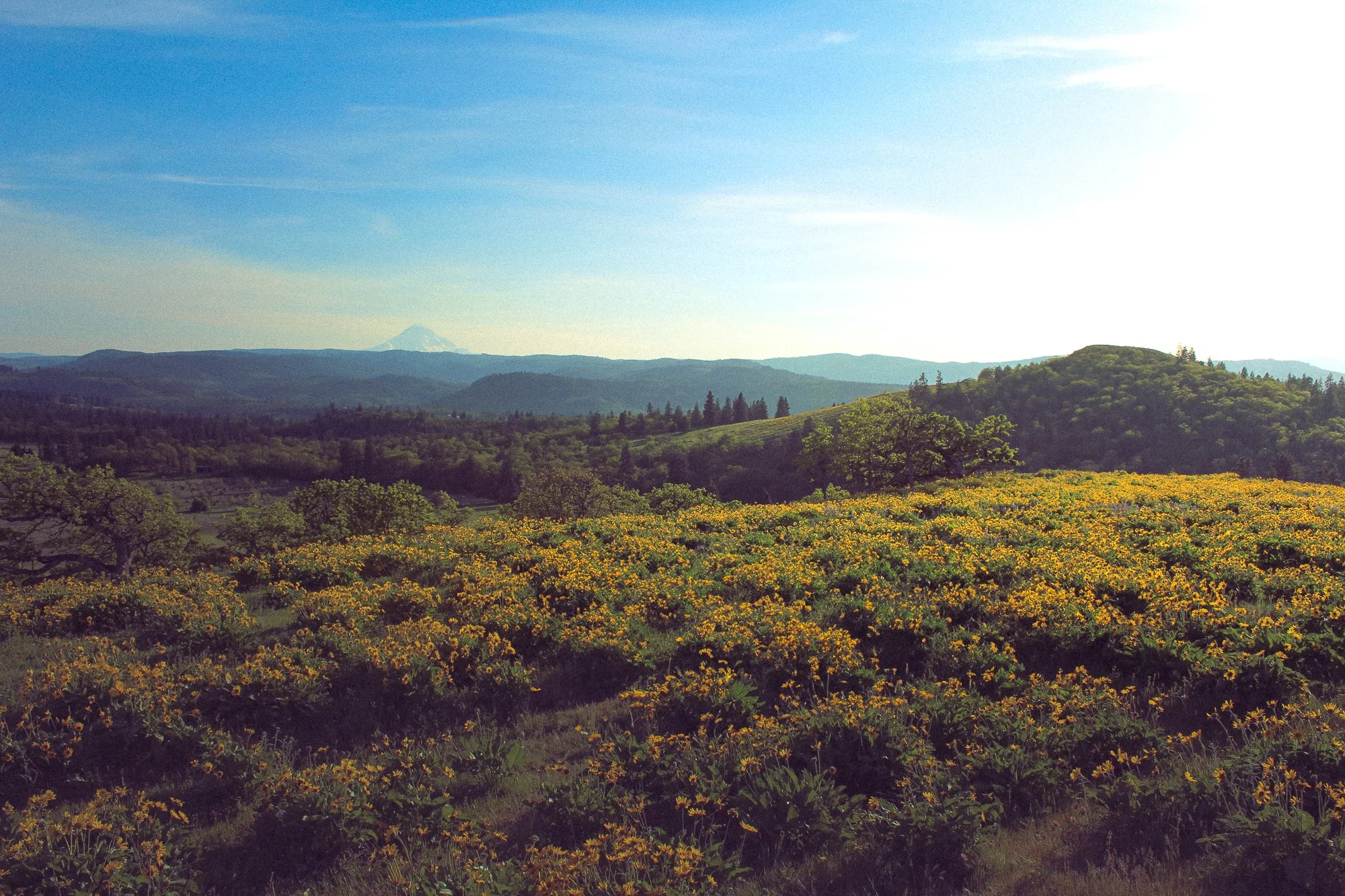 A scenic landscape with a field of yellow flowers in the foreground, rolling green hills, a forest in the middle ground, and a distant mountain with a snow-capped peak in the background under a blue sky.