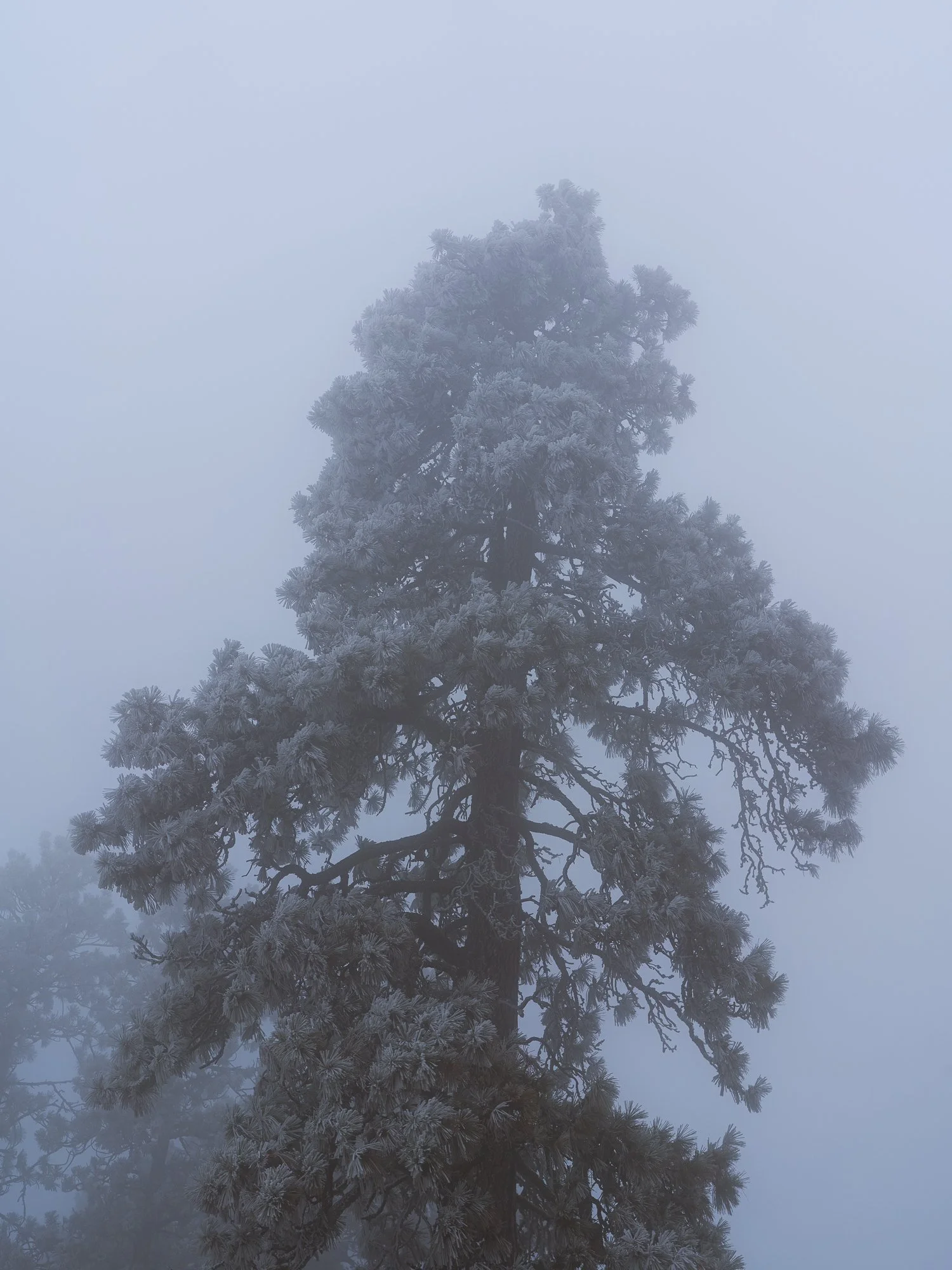 A tall pine tree with snow-covered branches in a foggy, winter landscape.