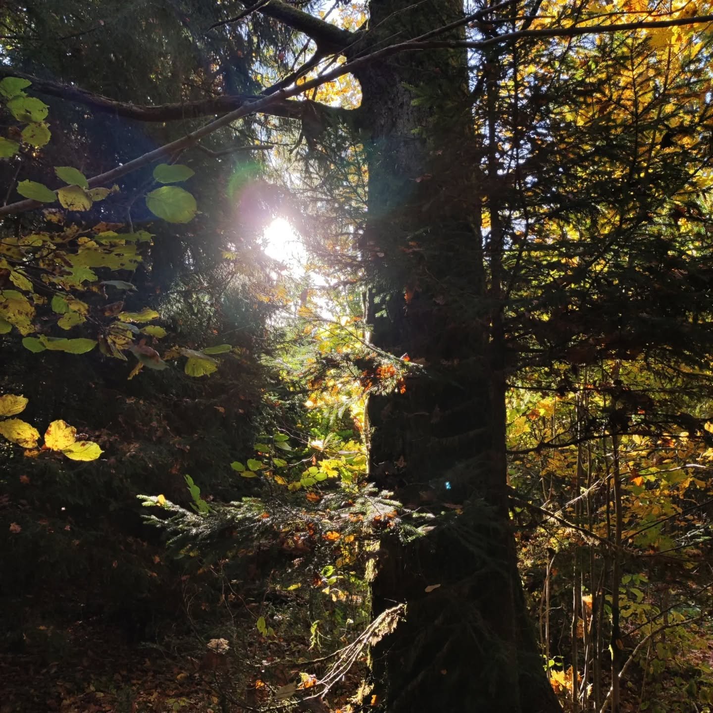 Rudens popietė Judupi🍁