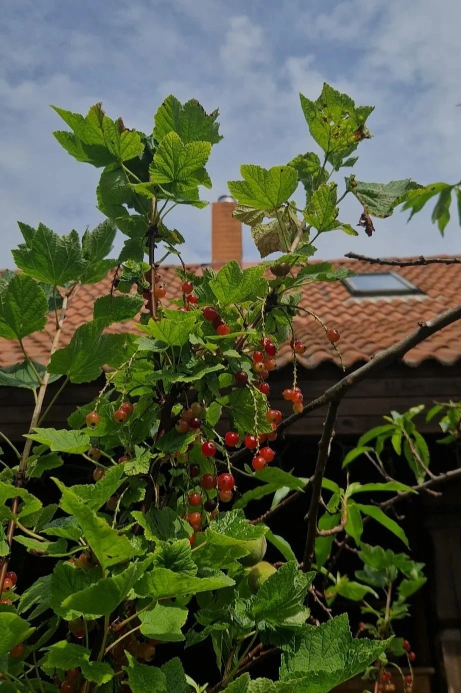 Red currant berries hanging from a leafy bush in a garden with a house roof and chimney in the background.