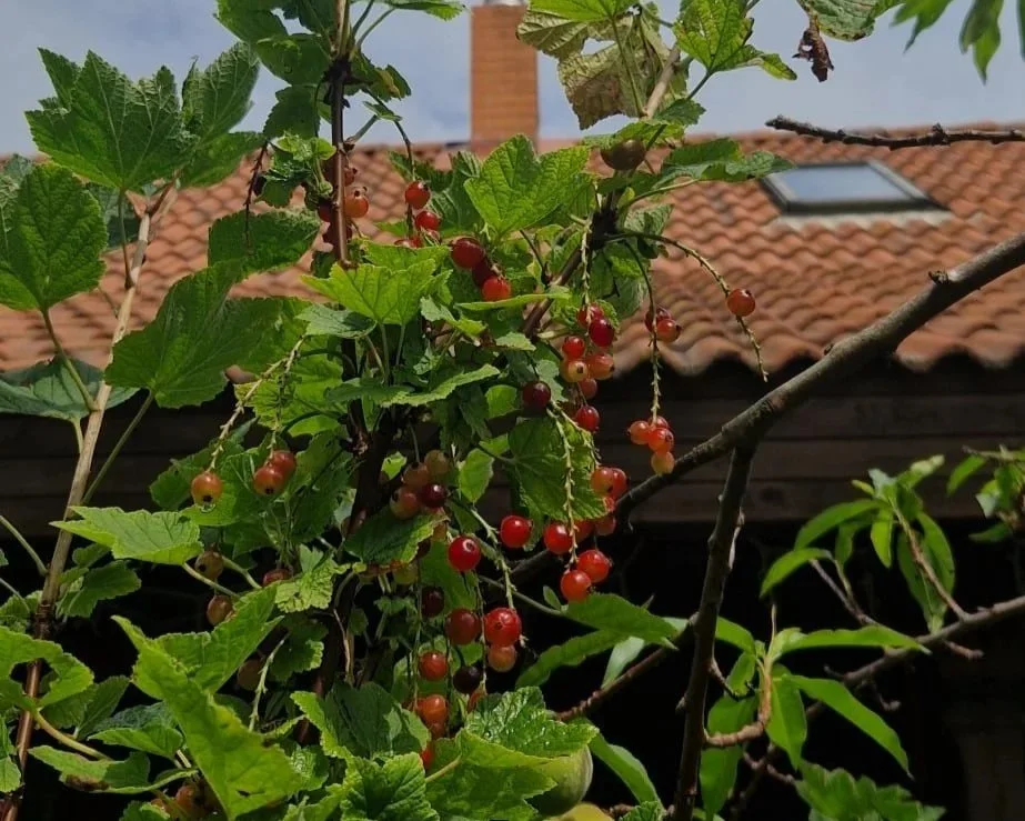 A vine with small red and green berries growing in a garden or backyard, with a house with a tiled roof and skylight in the background.