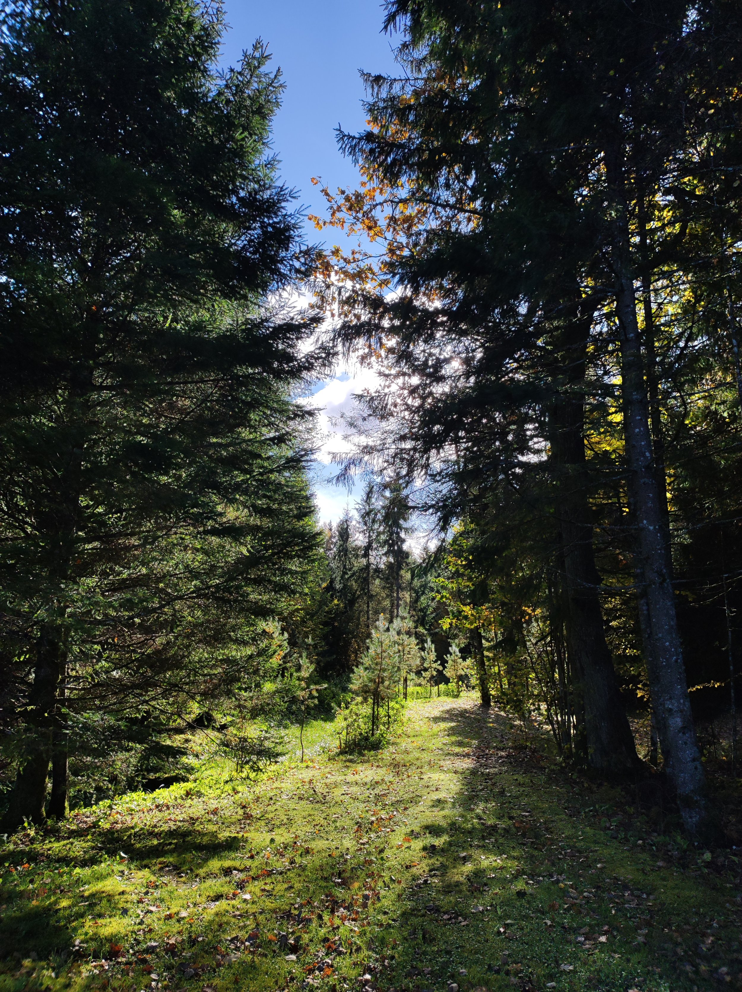 A forest trail surrounded by tall pine trees under a partly cloudy sky with sunlight filtering through the branches.