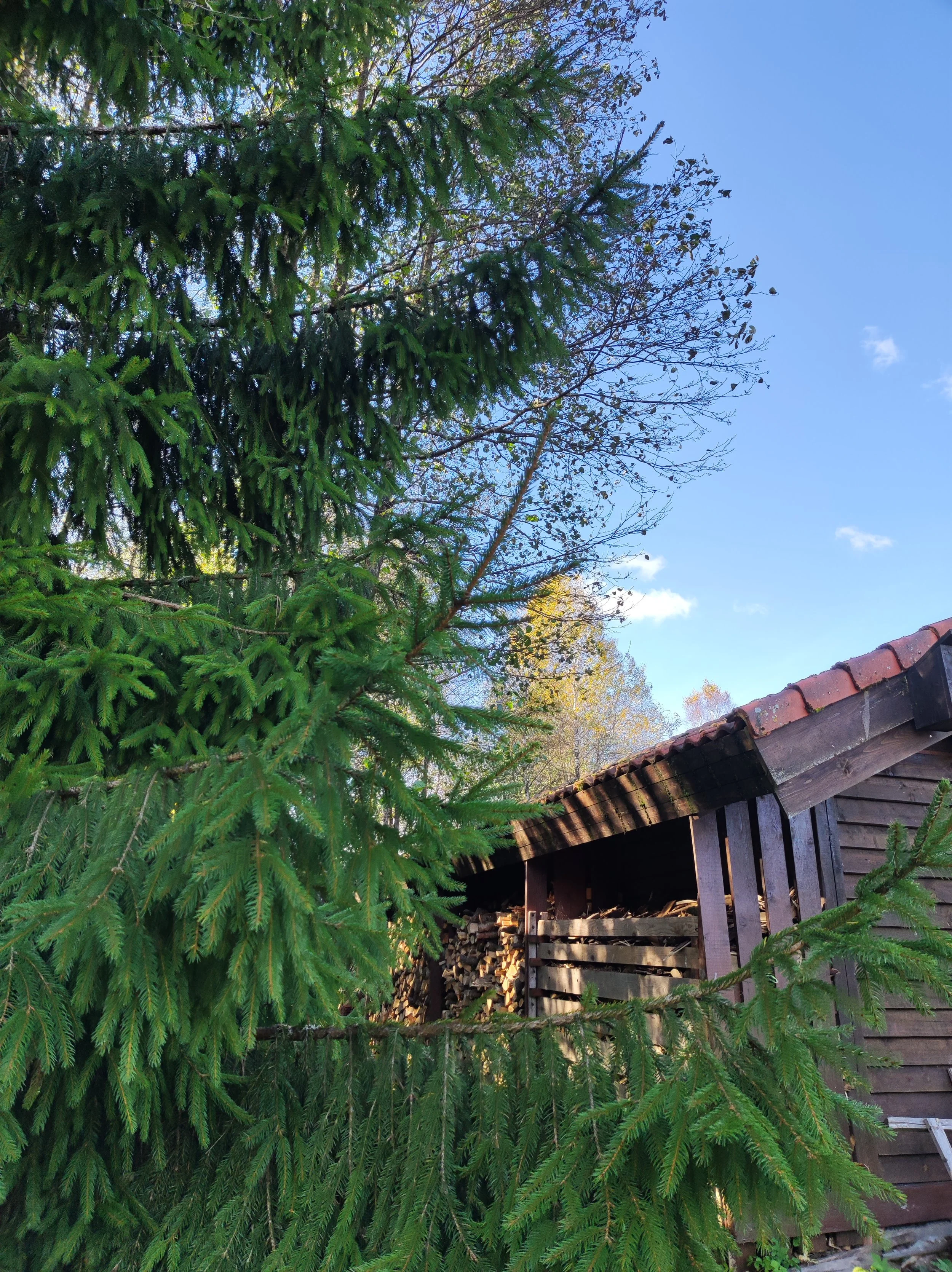 A large green evergreen tree in front of a wooden shed with a stack of firewood, under a blue sky with a few clouds.