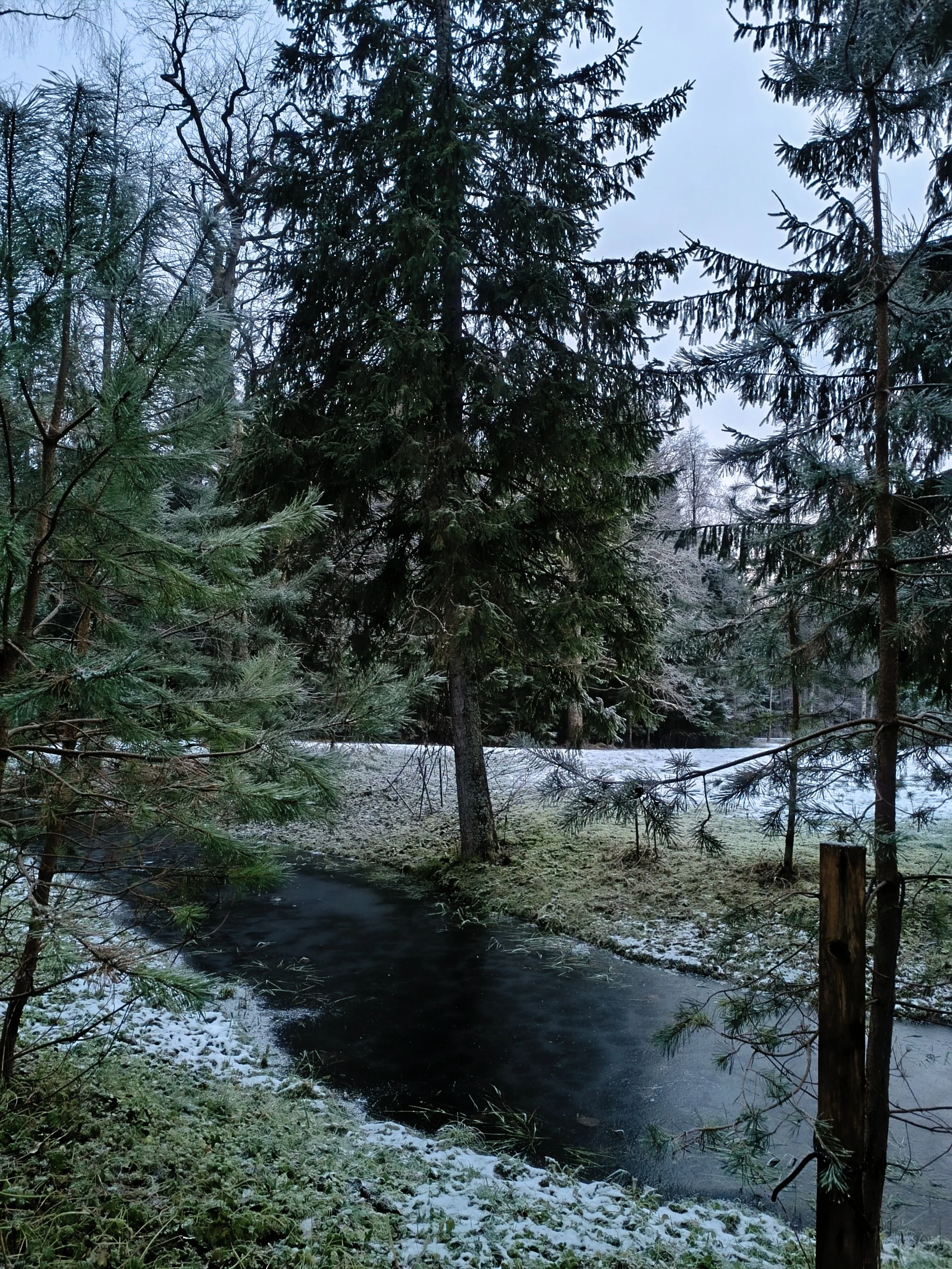 A winter scene in a forest with a small partially frozen stream, snow on the ground, and tall evergreen trees.