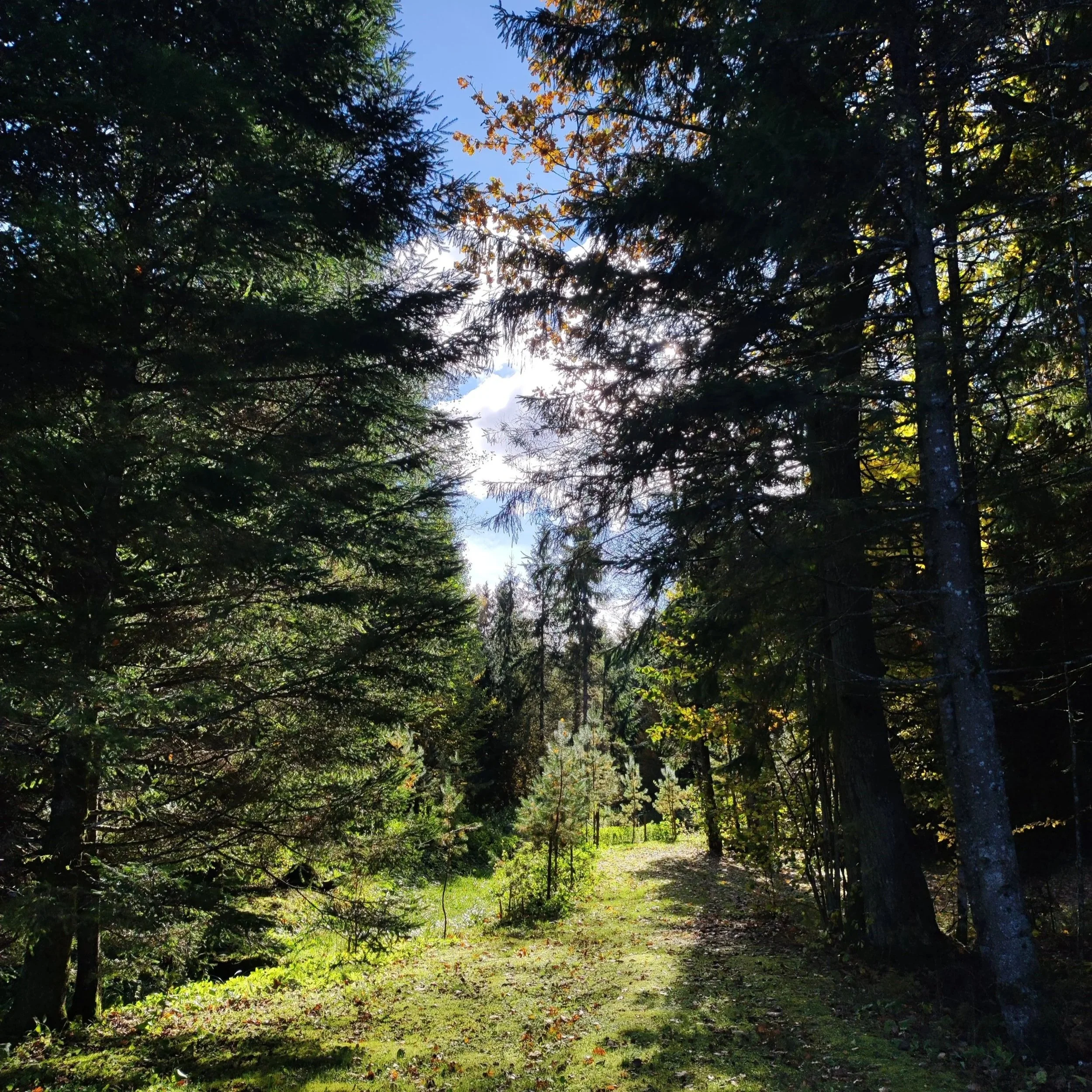 A forest pathway surrounded by tall evergreen trees with sunlight filtering through the branches, showing a blue sky with some clouds.