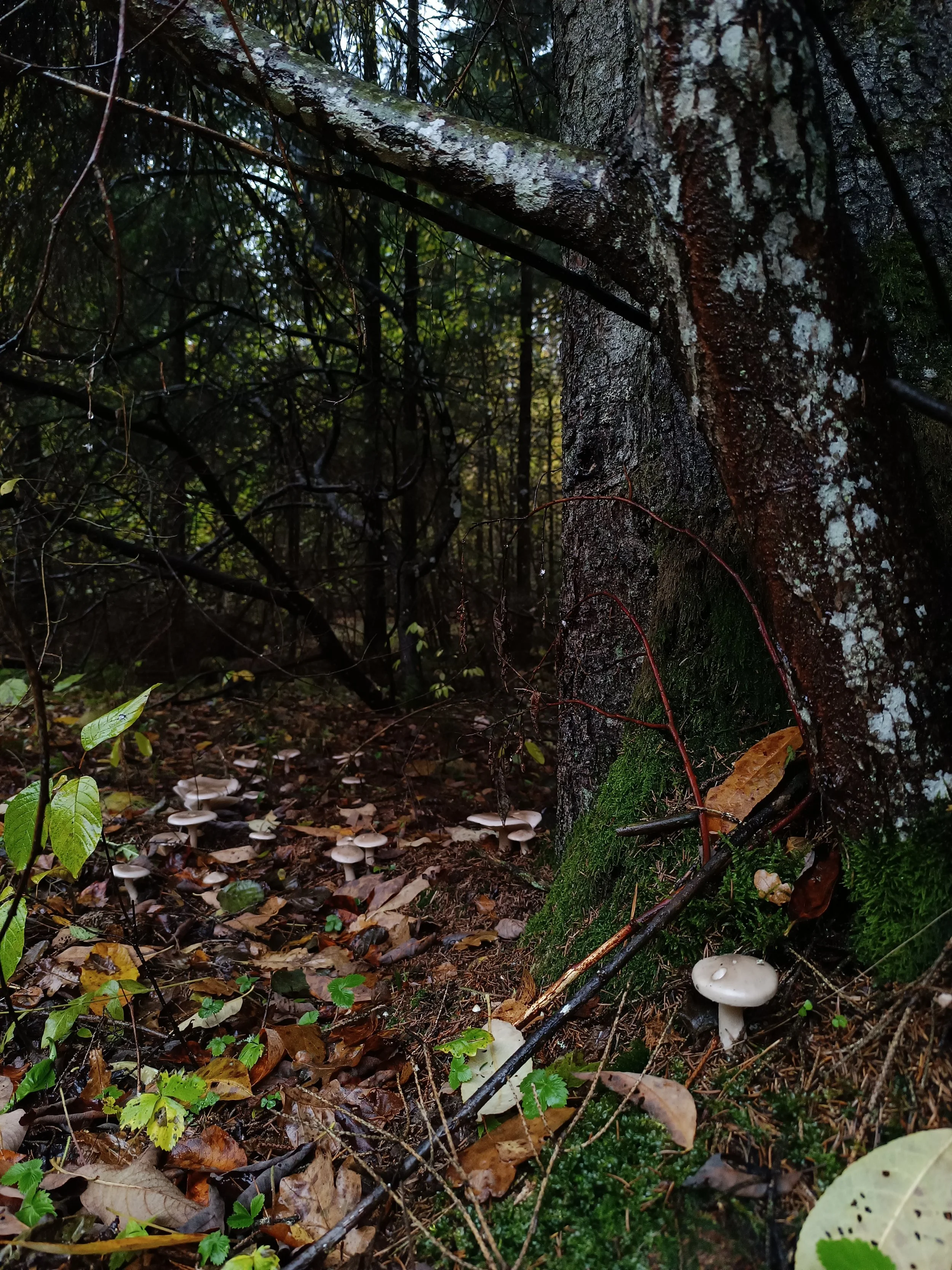 Mushrooms growing on a forest floor near a moss-covered tree trunk, with fallen leaves and small plants surrounding them.
