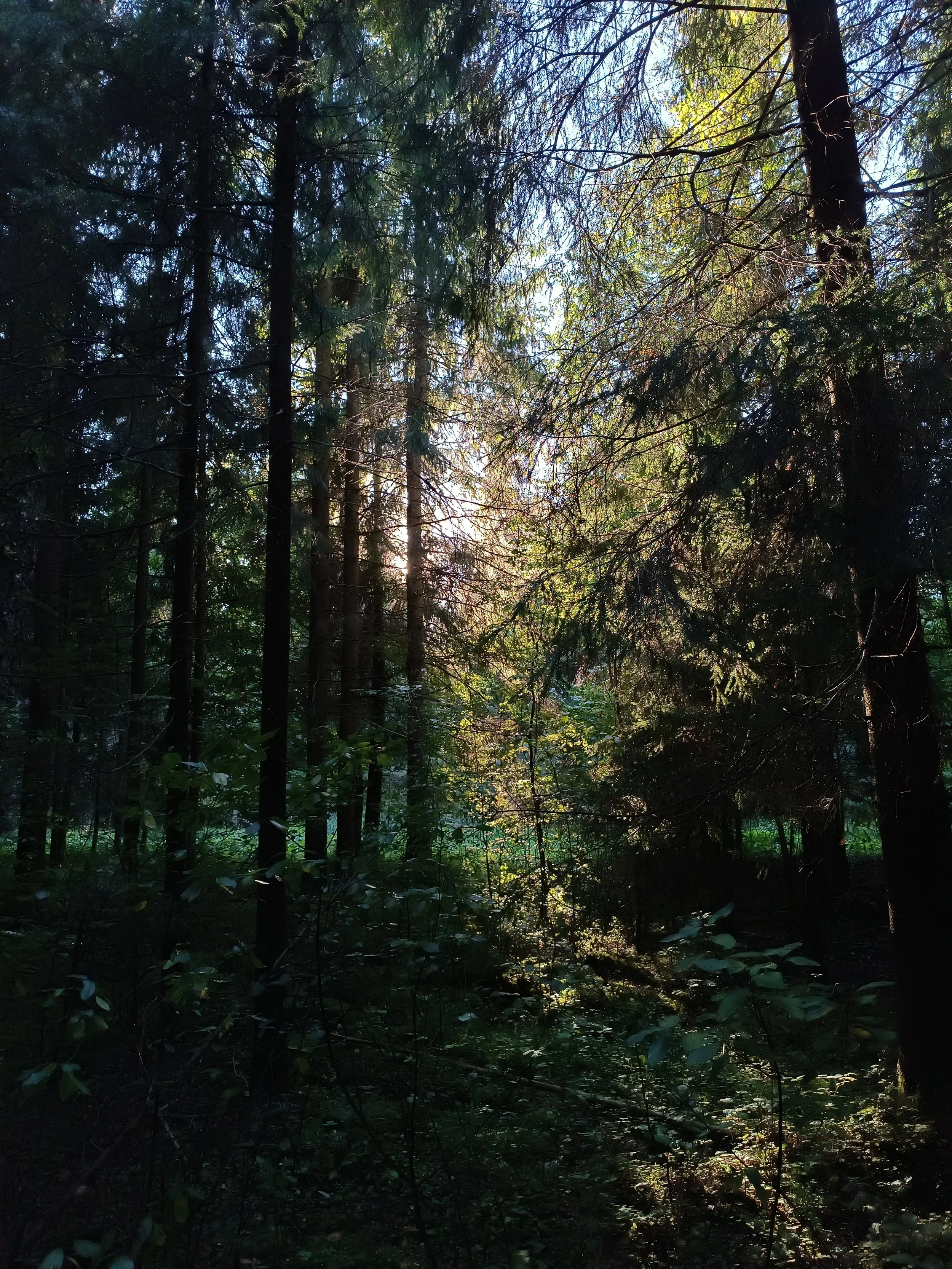Sunlight filtering through tall trees in a dense forest with green foliage.