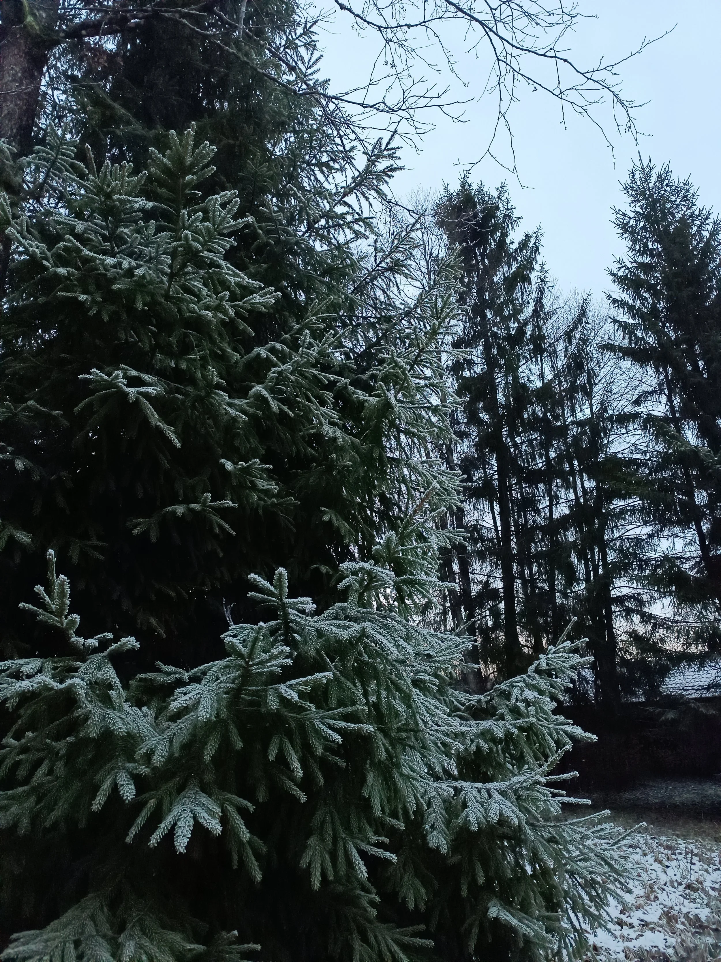 Frost-covered evergreen trees in a winter forest with a partly cloudy sky.