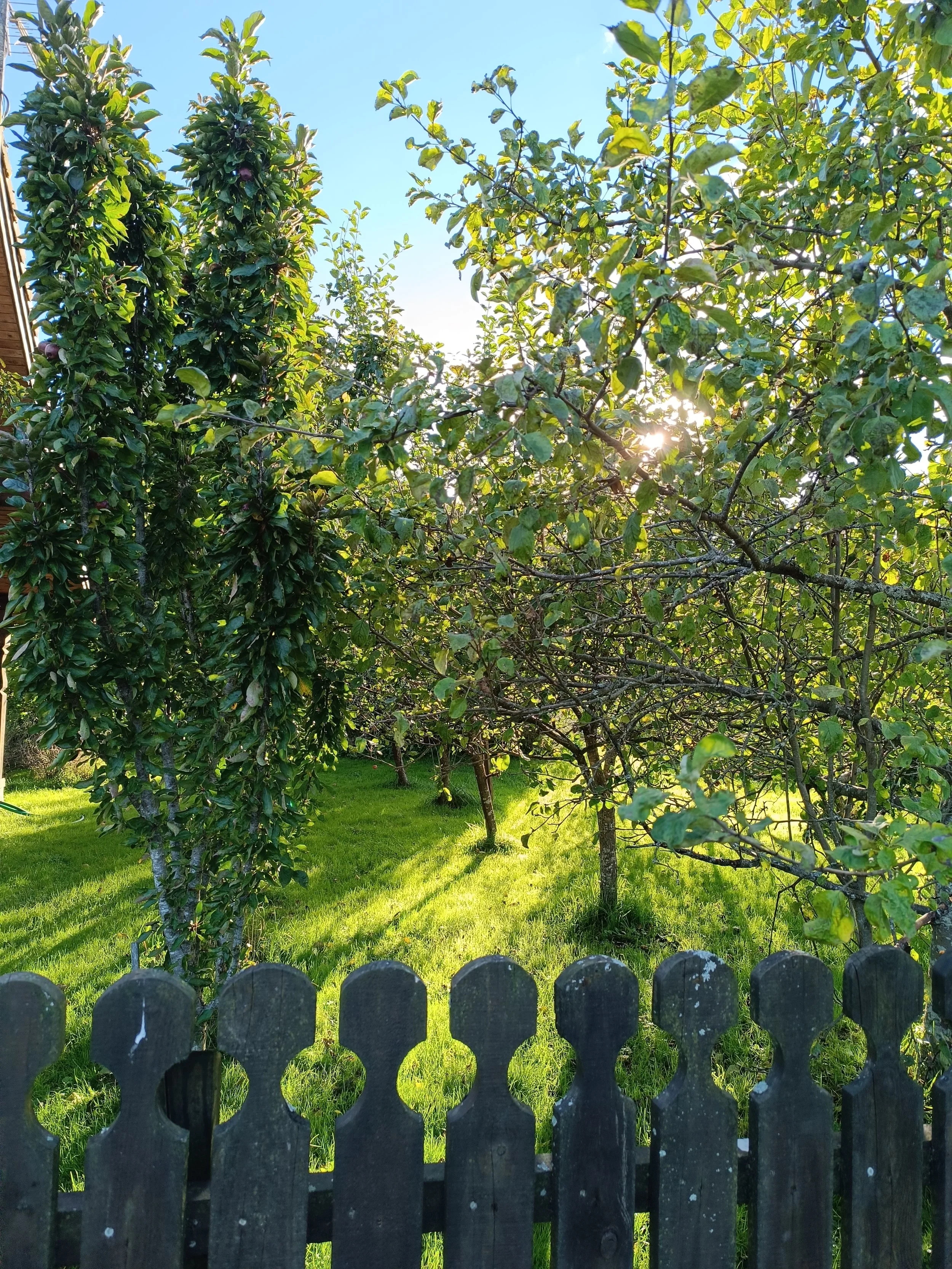 Sunlight shining through green leafy trees in a backyard garden with a black wooden fence at the forefront.