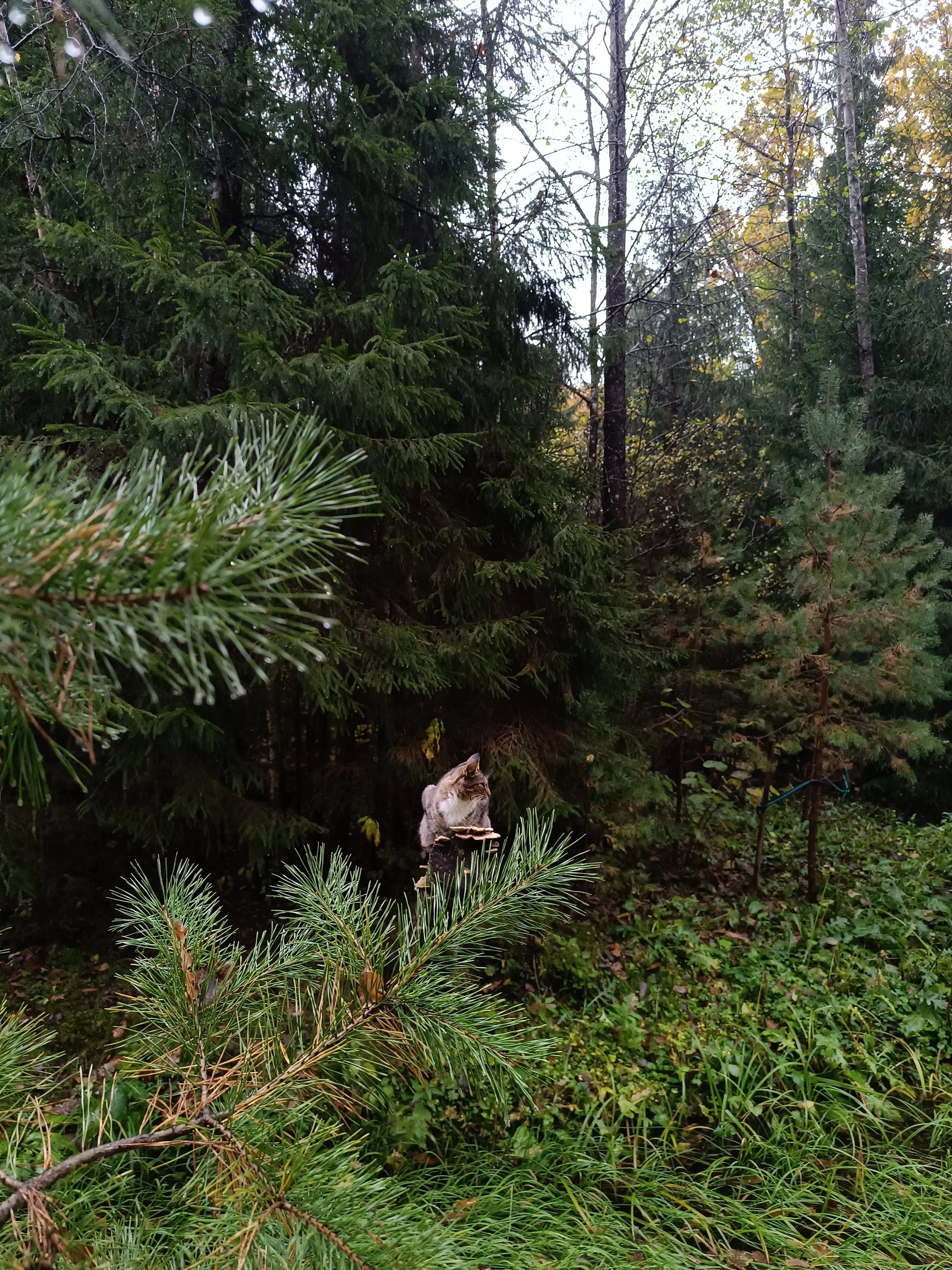 A cat sitting on a tree branch in a dense forest with various green trees and bushes.