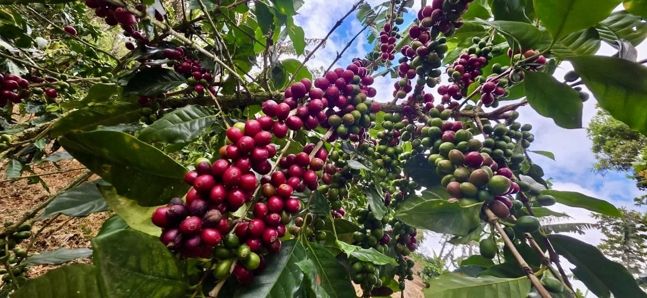 90d86d40-0314-4e40-b5f4-620336e3e311 2.jpg