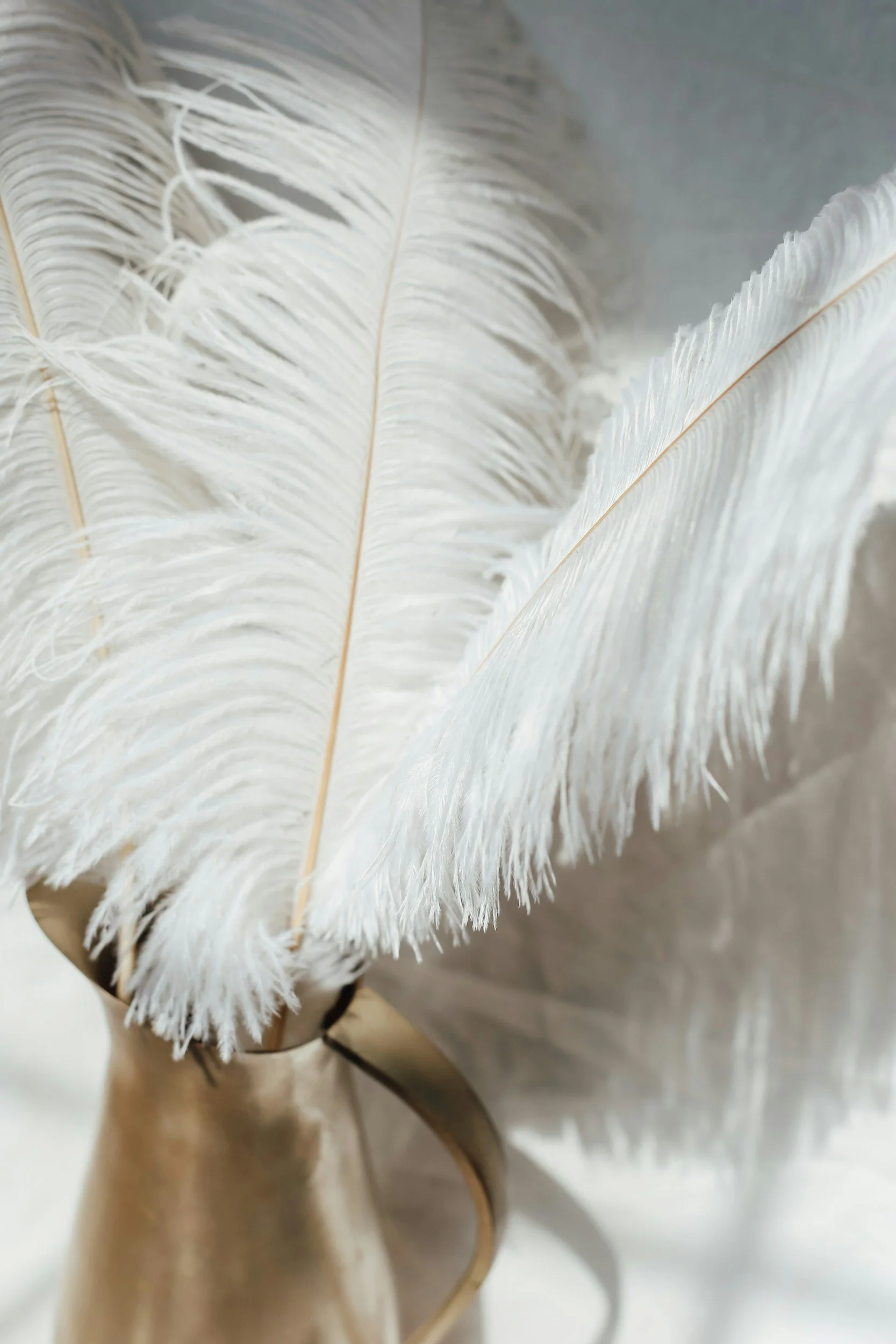 White feathers arranged in a vase.