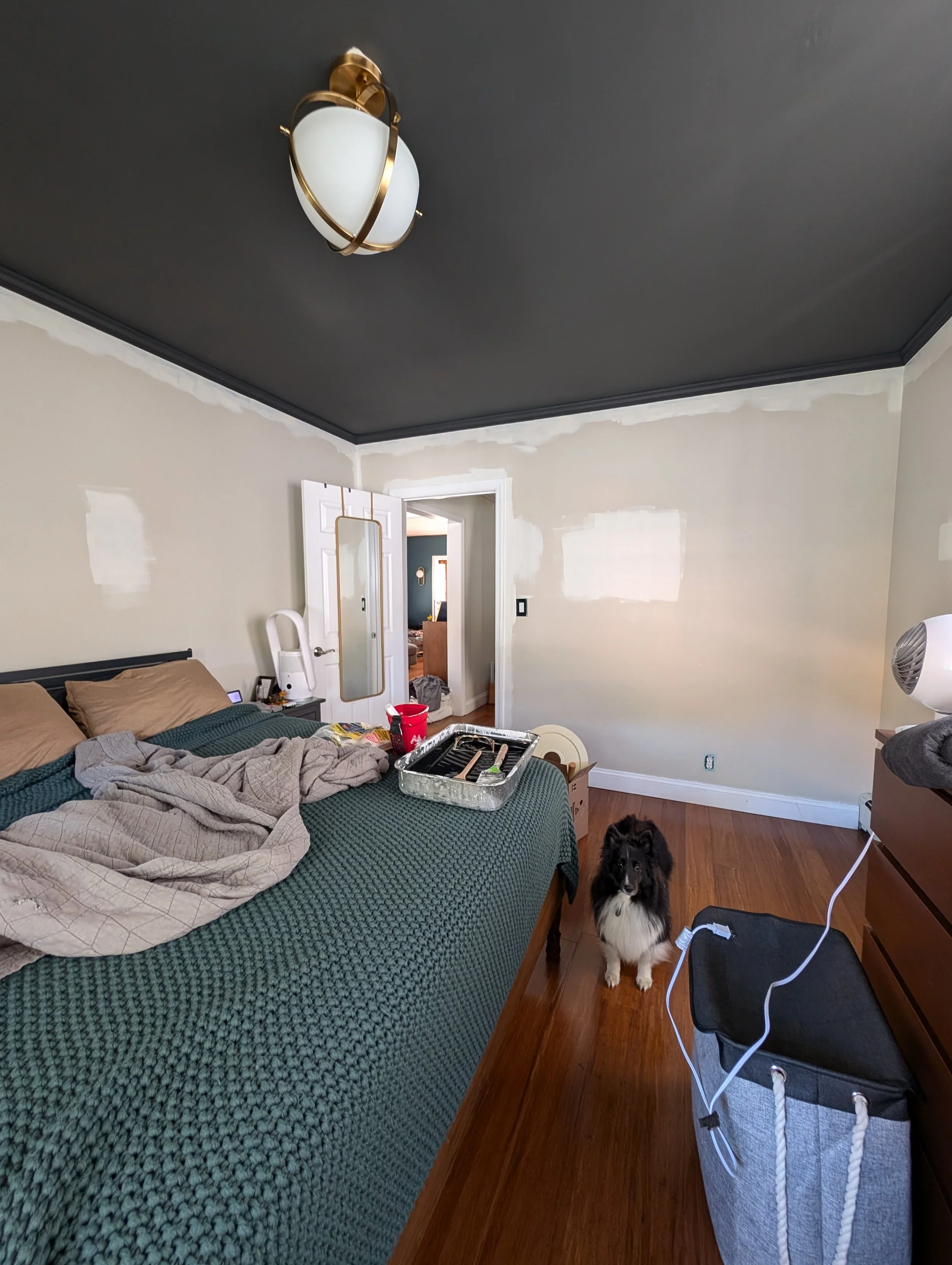 an process photo of the bedroom. you can see the previous beige paint being covered with a brighter cream white. the ceiling is painted a dark charcoal, featuring a new modern gold light fixture. A black and white sheltie dog is staring at the camera
