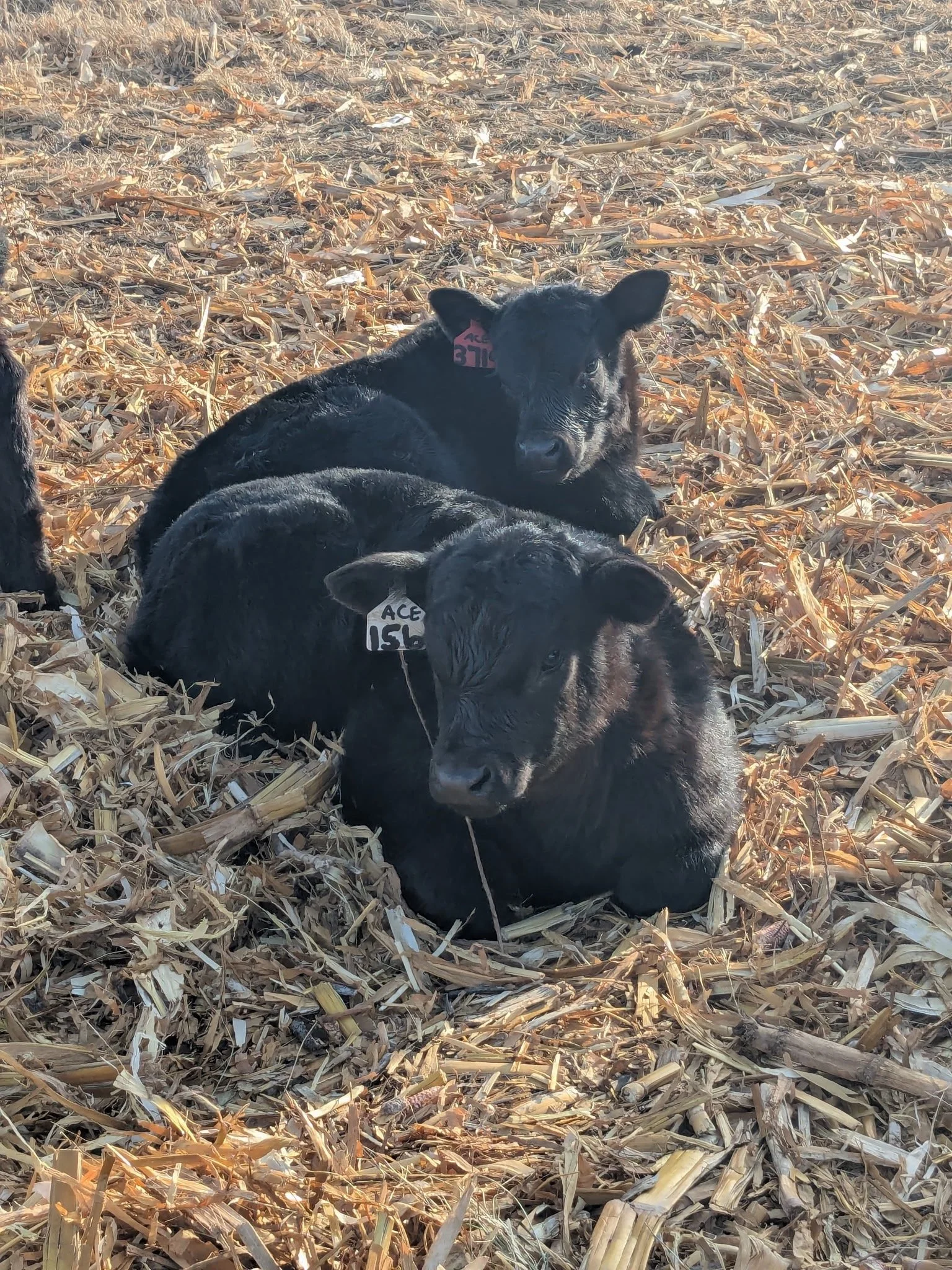 Calving Articles