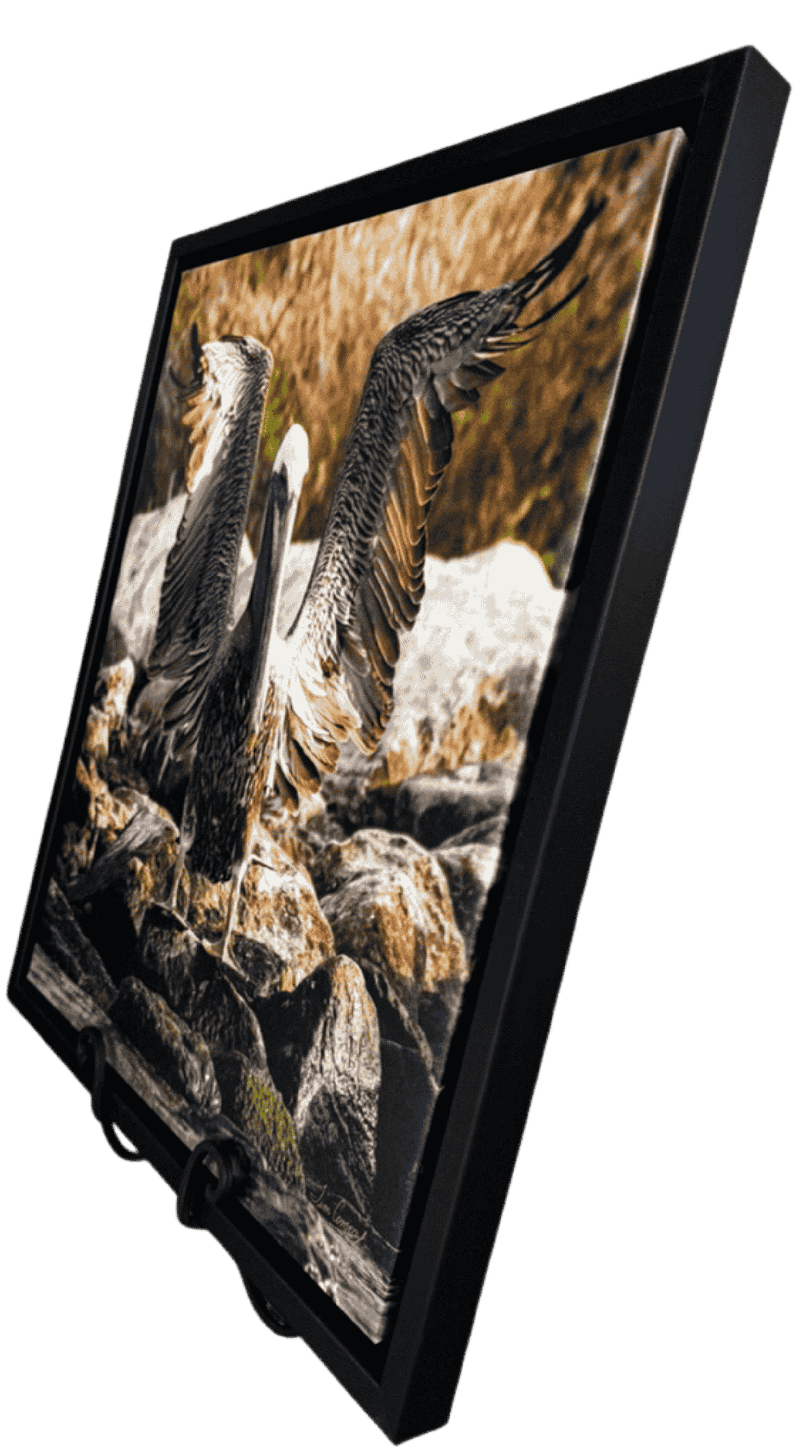 Side perspective of Tim Comeaux pelican photography print in black frame showing coastal bird standing among rocks.