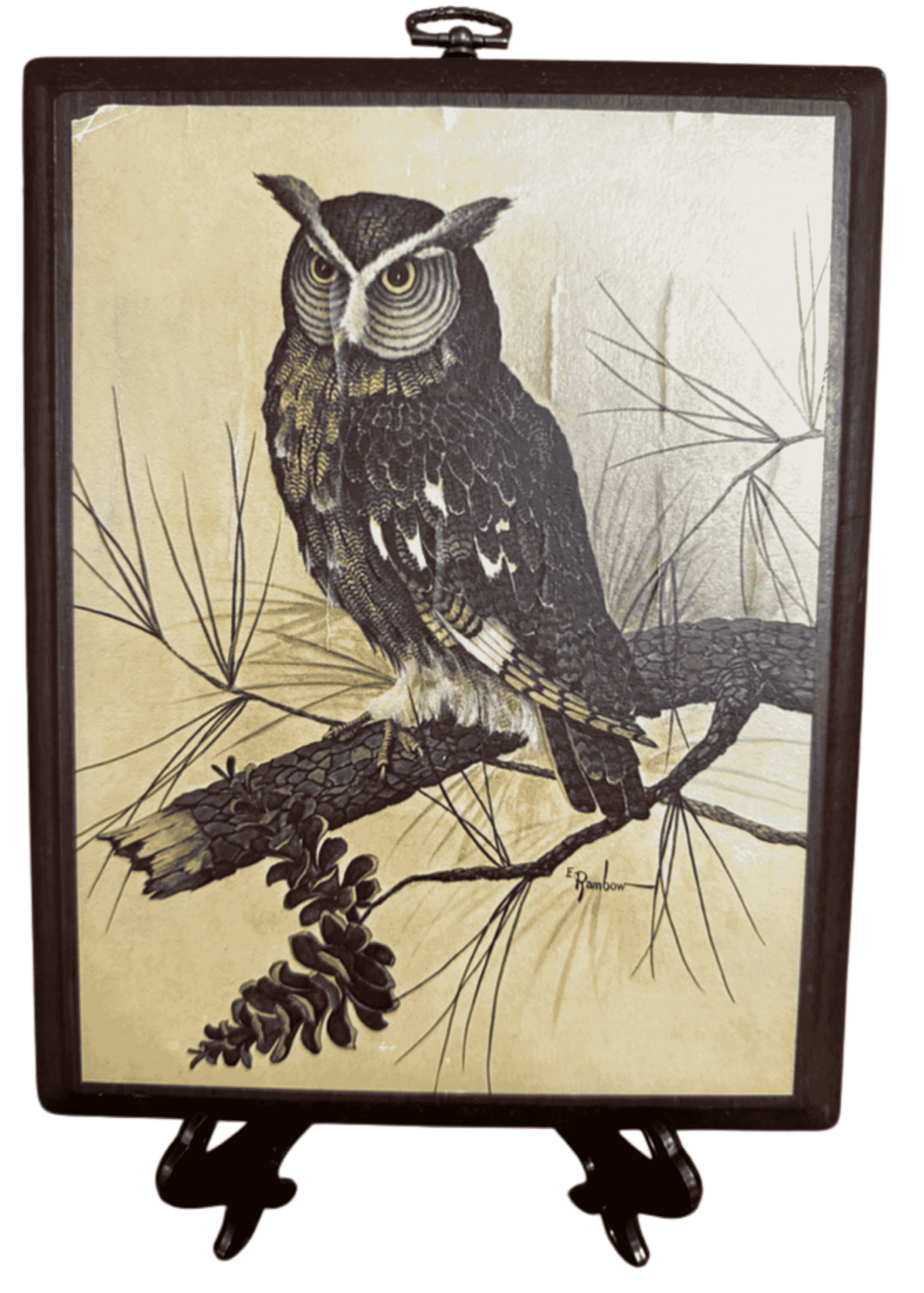 Vintage natural history illustration of a long-eared owl perched on a pine branch with needles and cones.