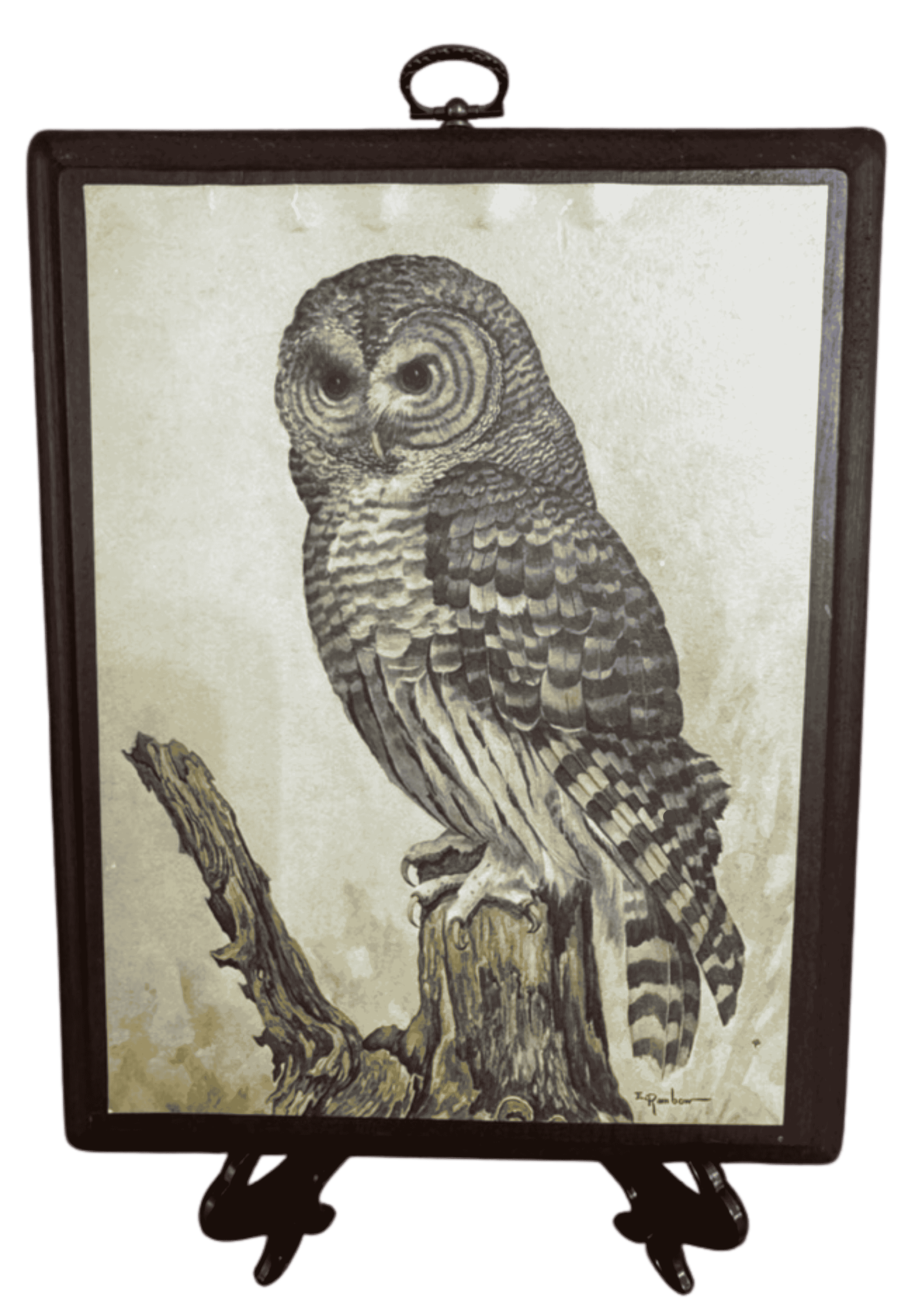 Vintage natural history illustration of a barred owl standing on a weathered tree stump.