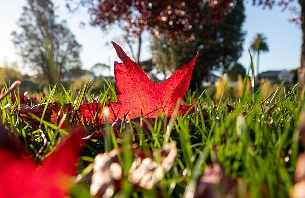 Top 5 Things To Do In Your Garden This Autumn
