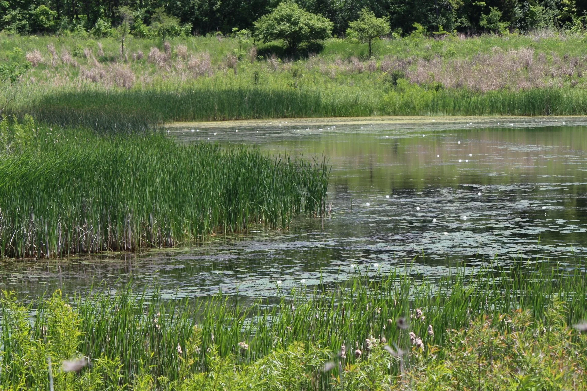 Wetland Delineation Identification, Exemption, or Confirmation