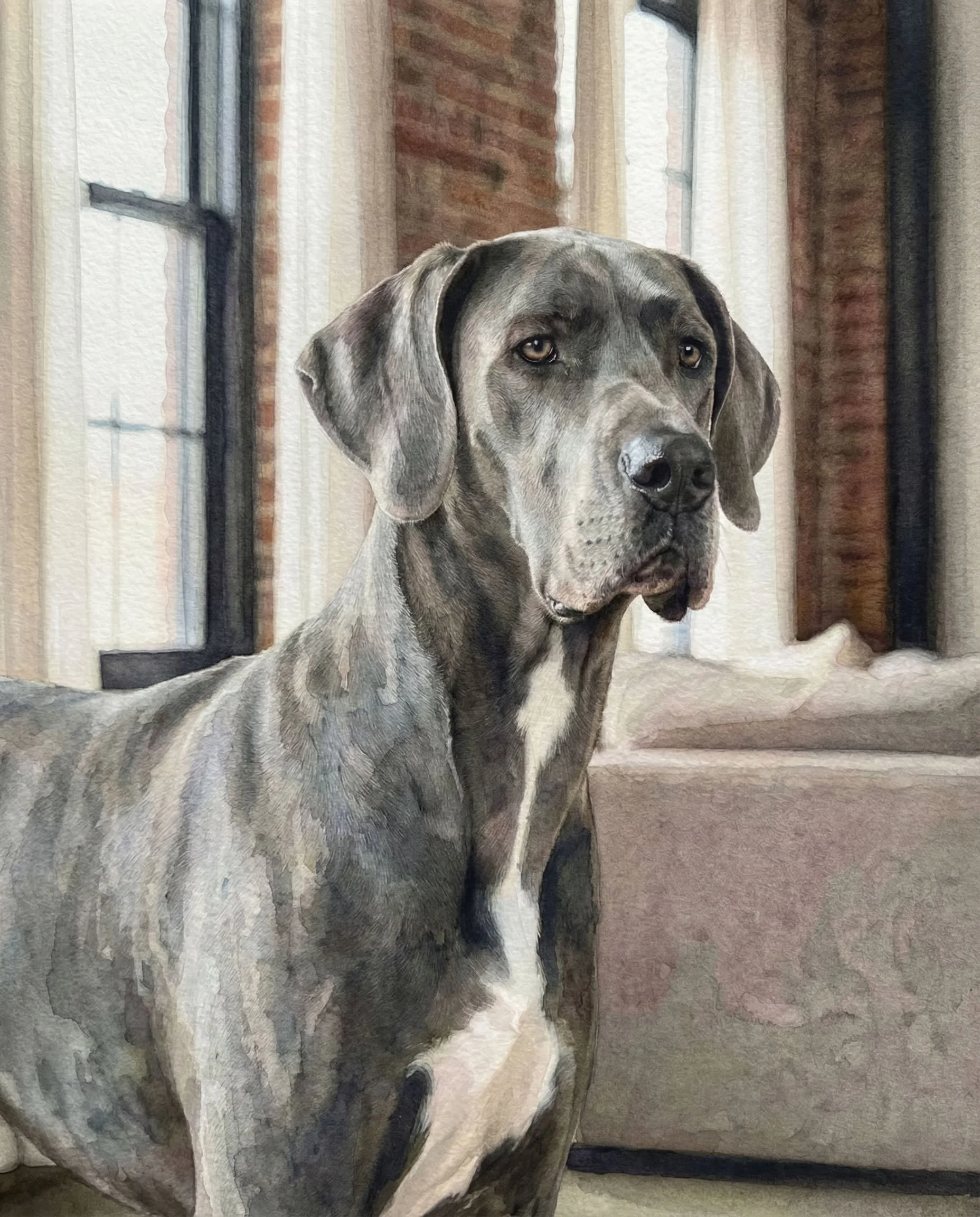 Grey-Great-Dane.jpg