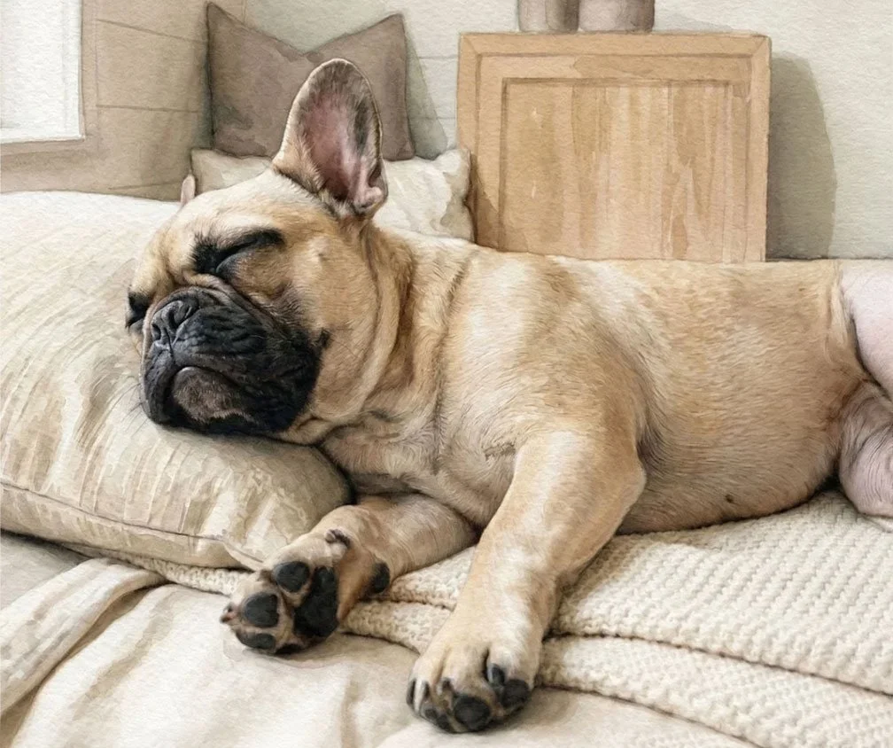 Frenchie+At+Rest-v2.jpg