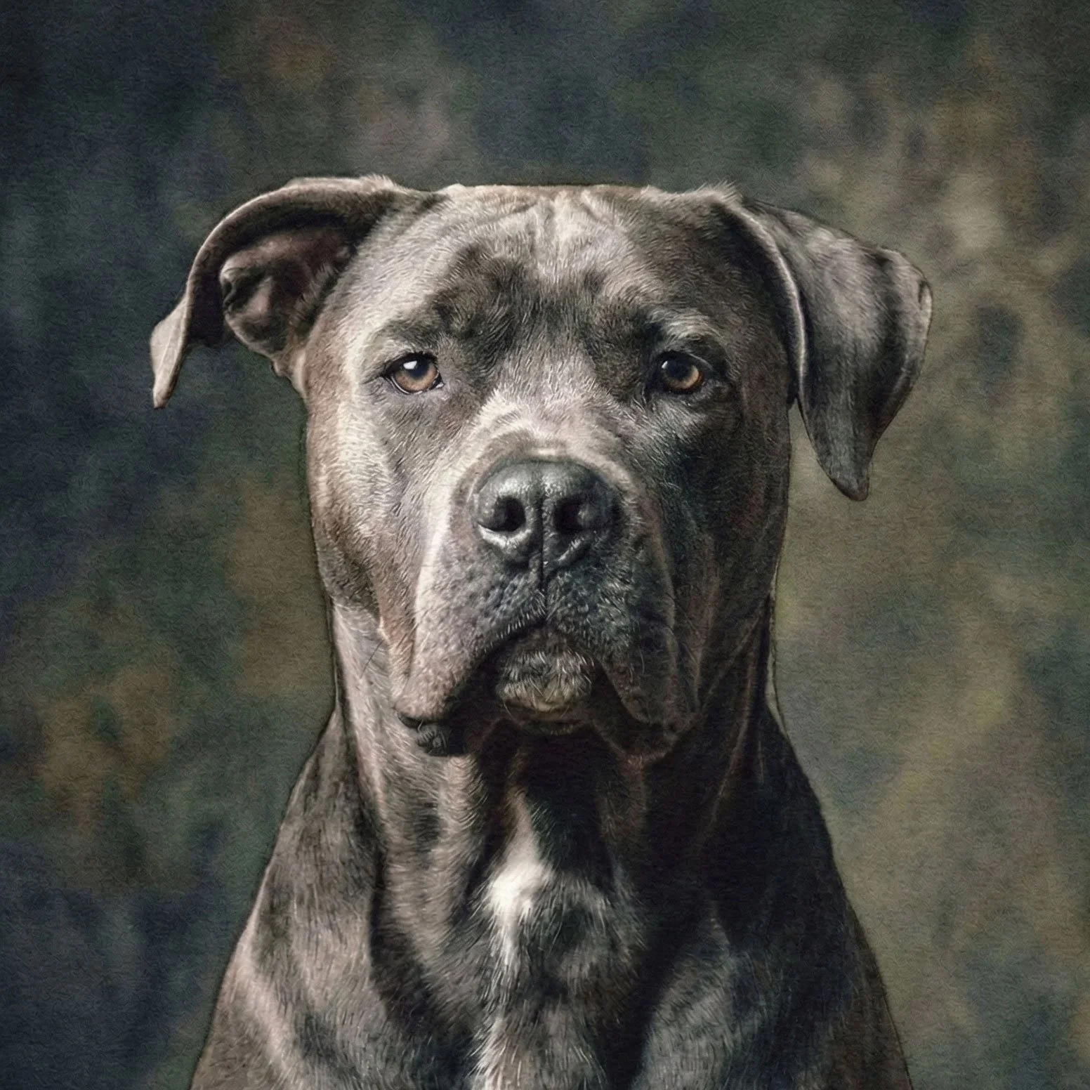 Staffie-Portrait-v2.jpg