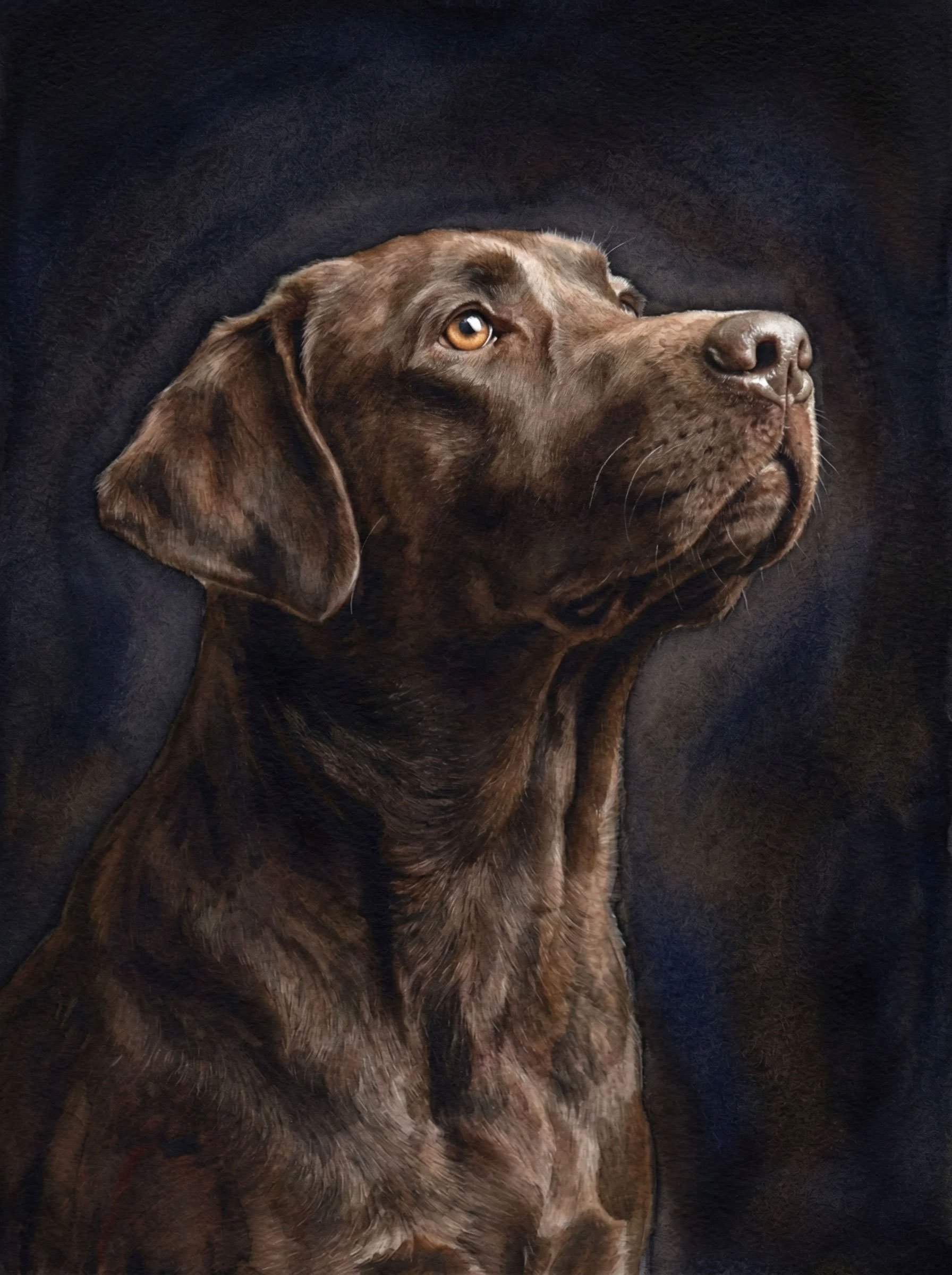 Chocolate-Lab-Looking-Up-v2.jpg