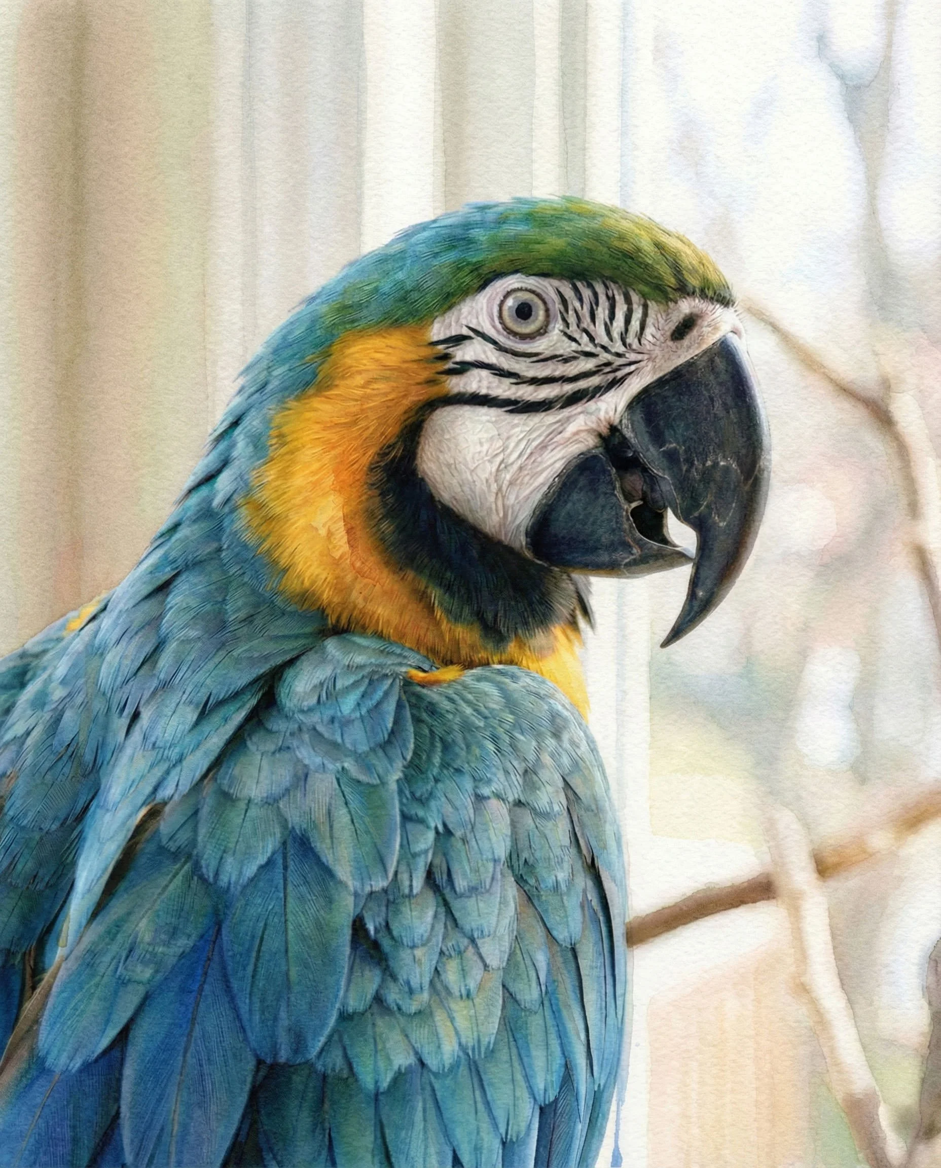 Macaw.jpg