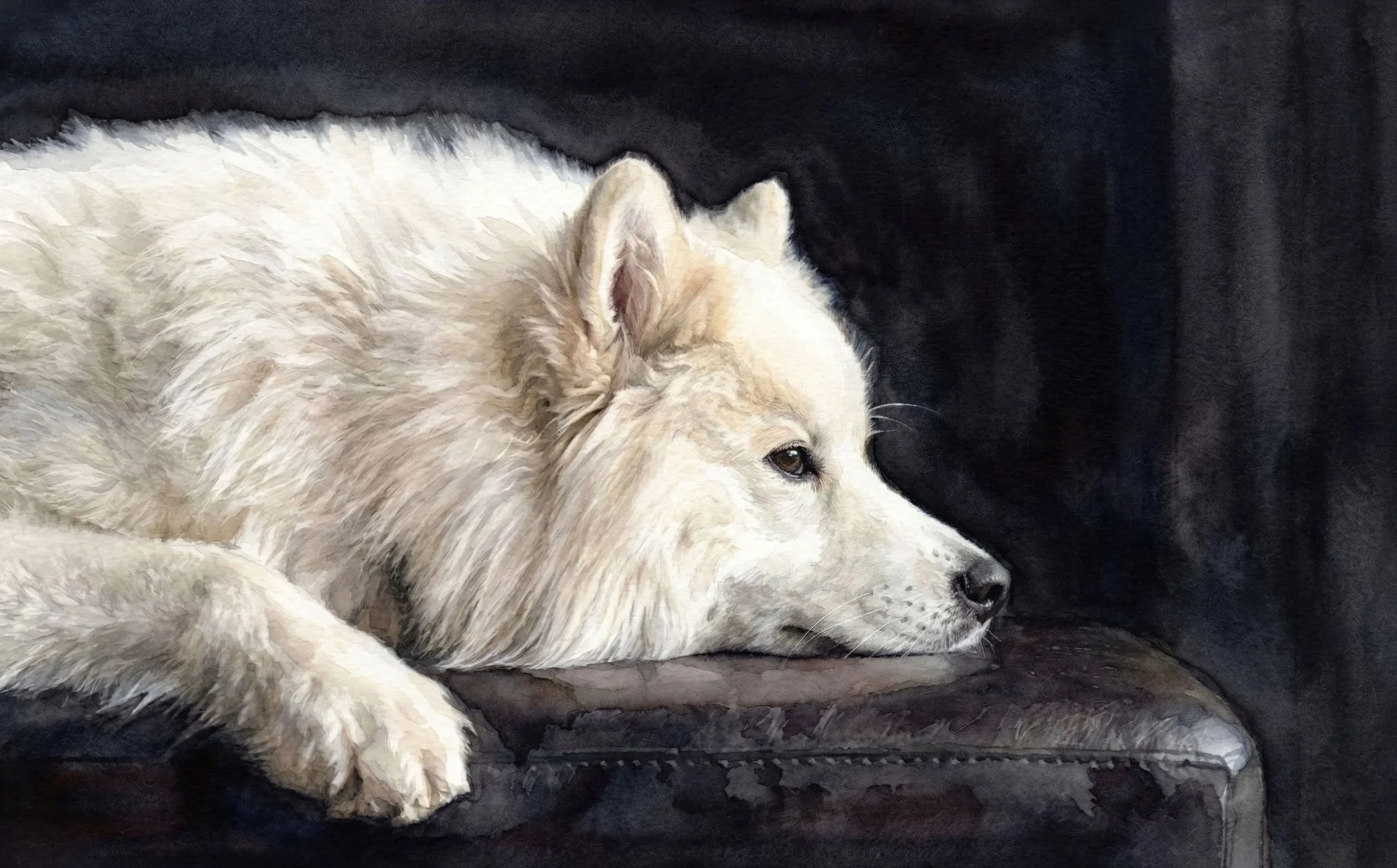 Samoyed-v2.jpg