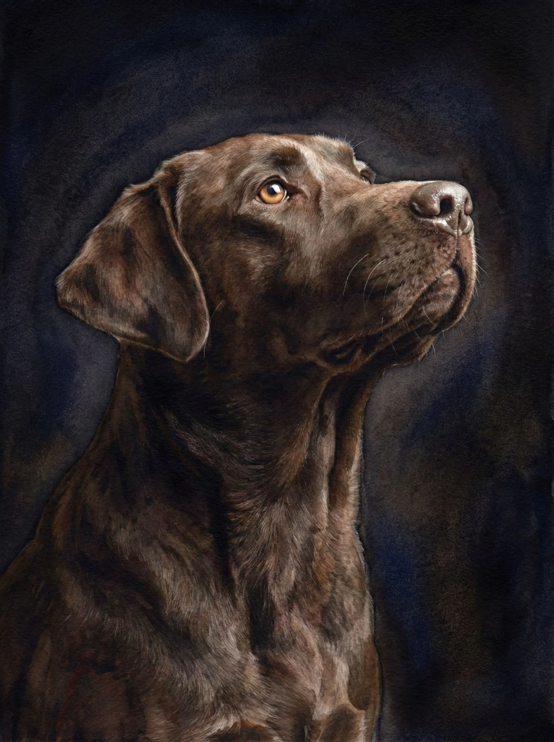 Chocolate-Lab-Looking-Up.jpg
